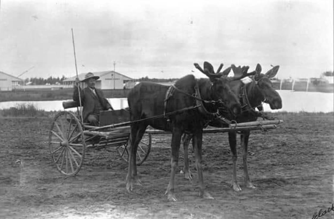Black and white photo of two bull moose harnessed to a buggy. 