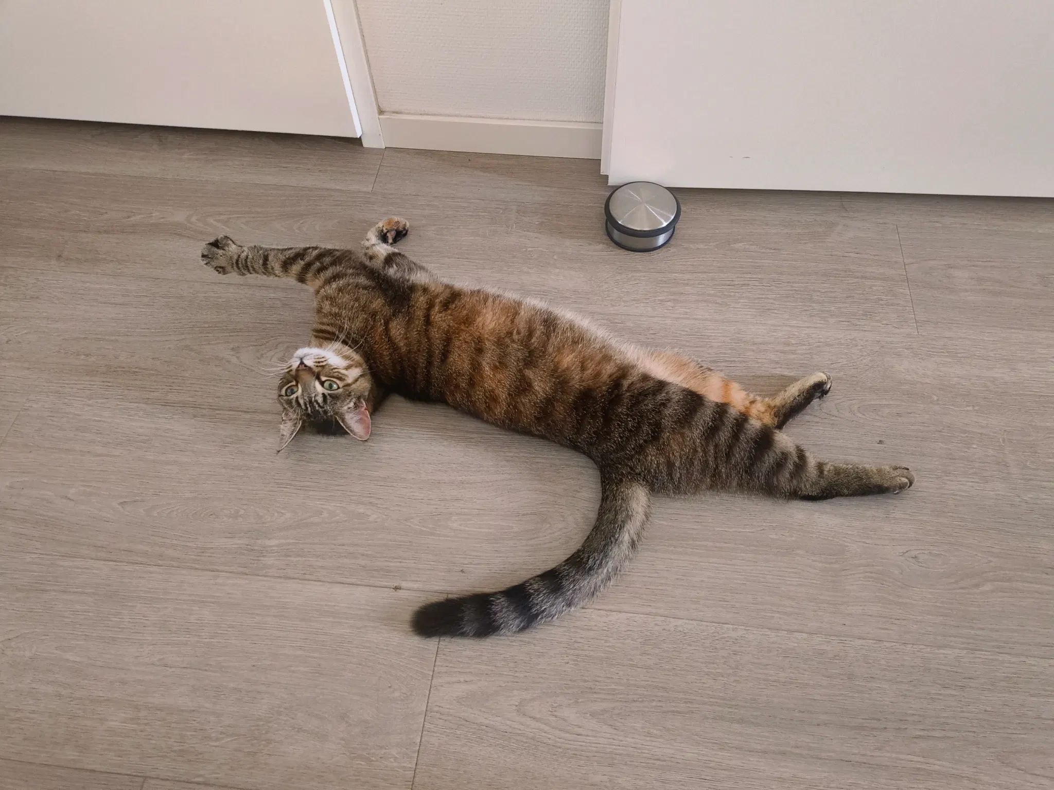 long cat