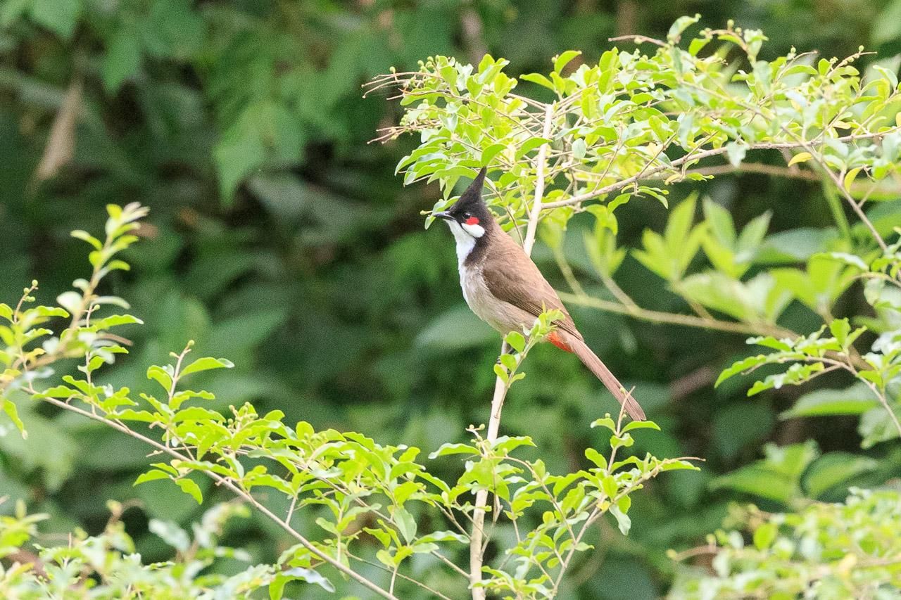 A distant Red-Whiskered Bulbul in a bush. It has brown wings and tail on a white body. The head though is black capped with a black crest. It has a red patch by the eye. 