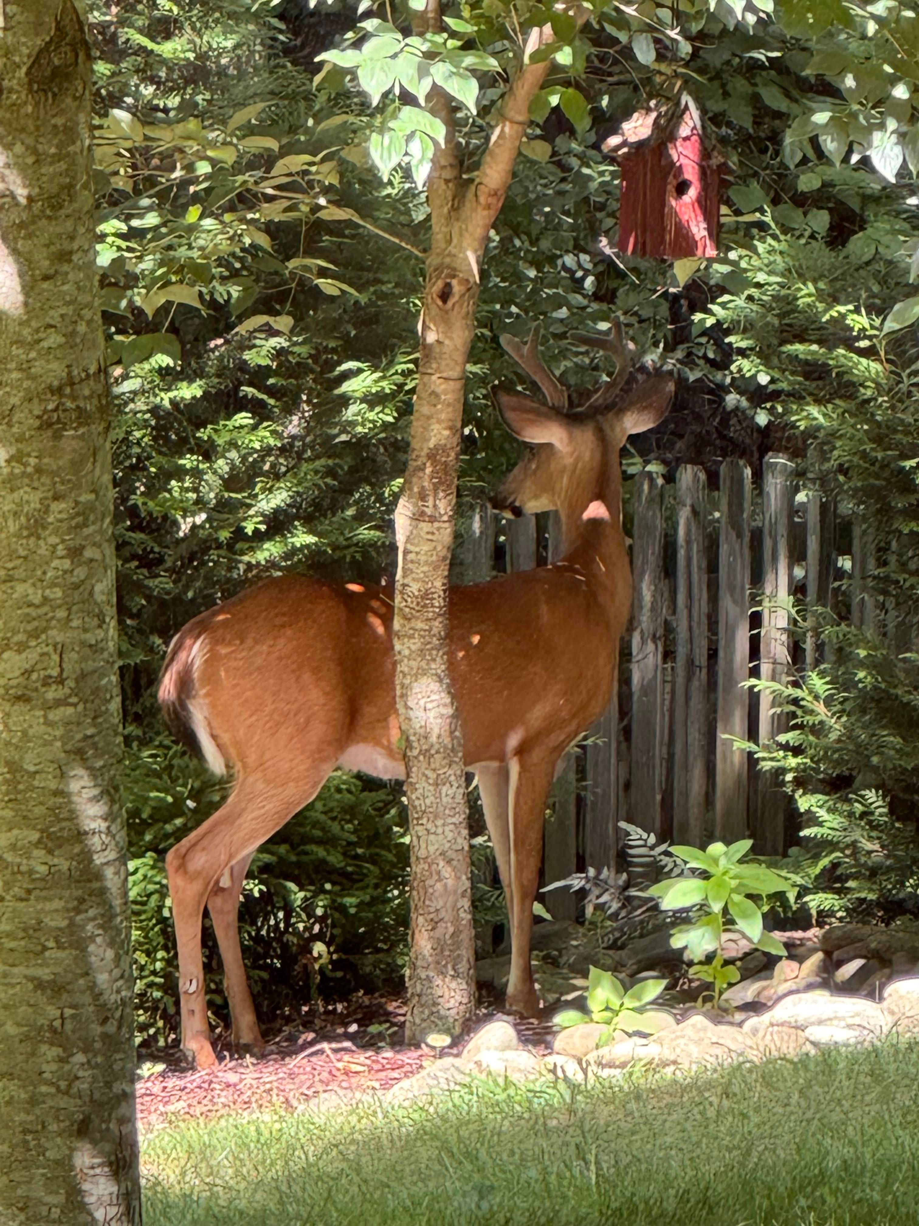 A young buck is standing in a shady area of a backyard, behind the trunk of a dogwood tree, from which hangs a red birdhouse.  He was JUST looking at me, and then someone came out of the home behind us and he figured they were more of a threat.

Unseen:  his girlfriend was behind the evergreen to his right, and she came out moments later, then they both bounded over the fence, no doubt after eating whatever poor green things had survived their previous attentions.   