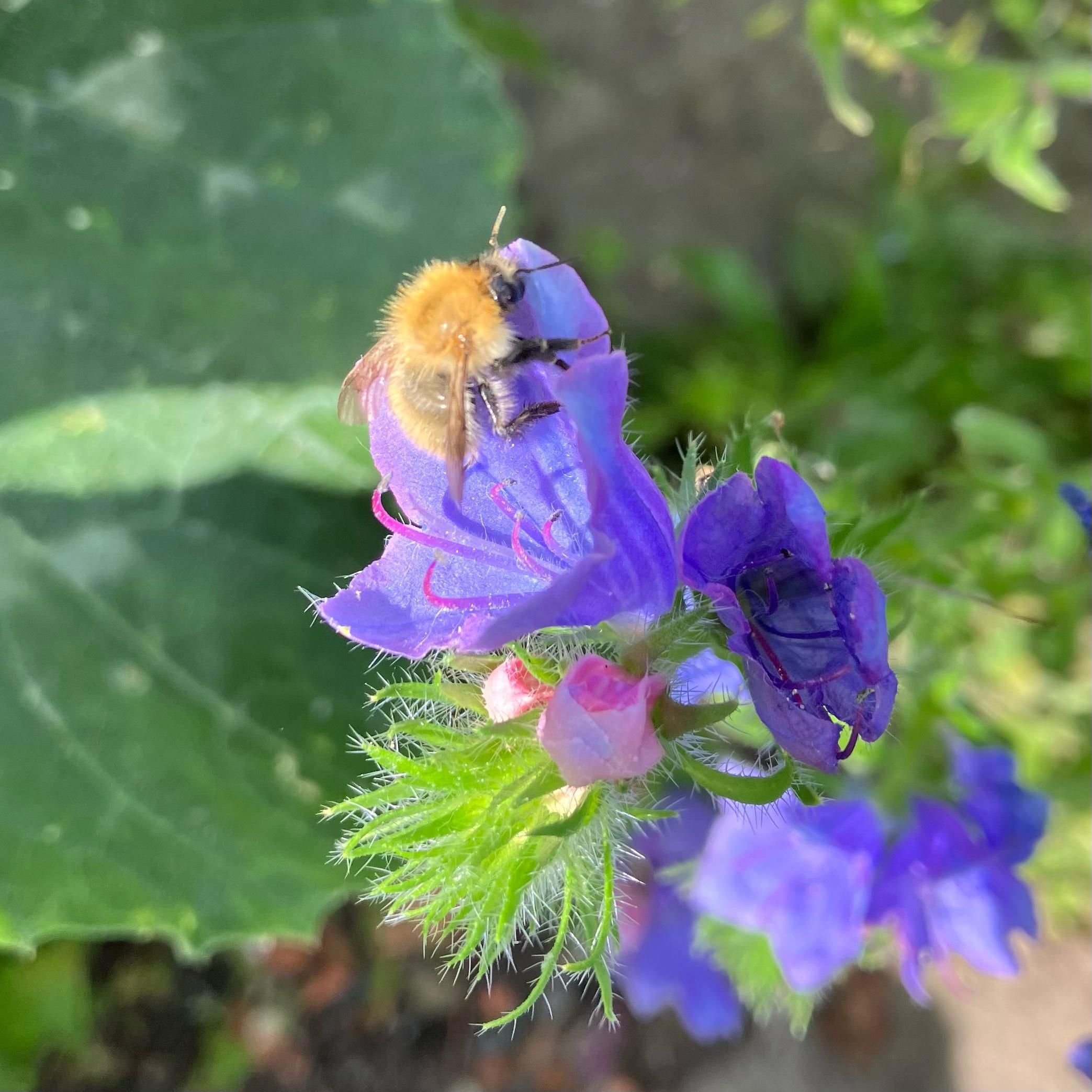 A photo of the purple trumpet flowers of purple viper’s bugloss with a carder bee which is about to take off after a feed. A huge courgette plant leaf is reaching across from the left.
