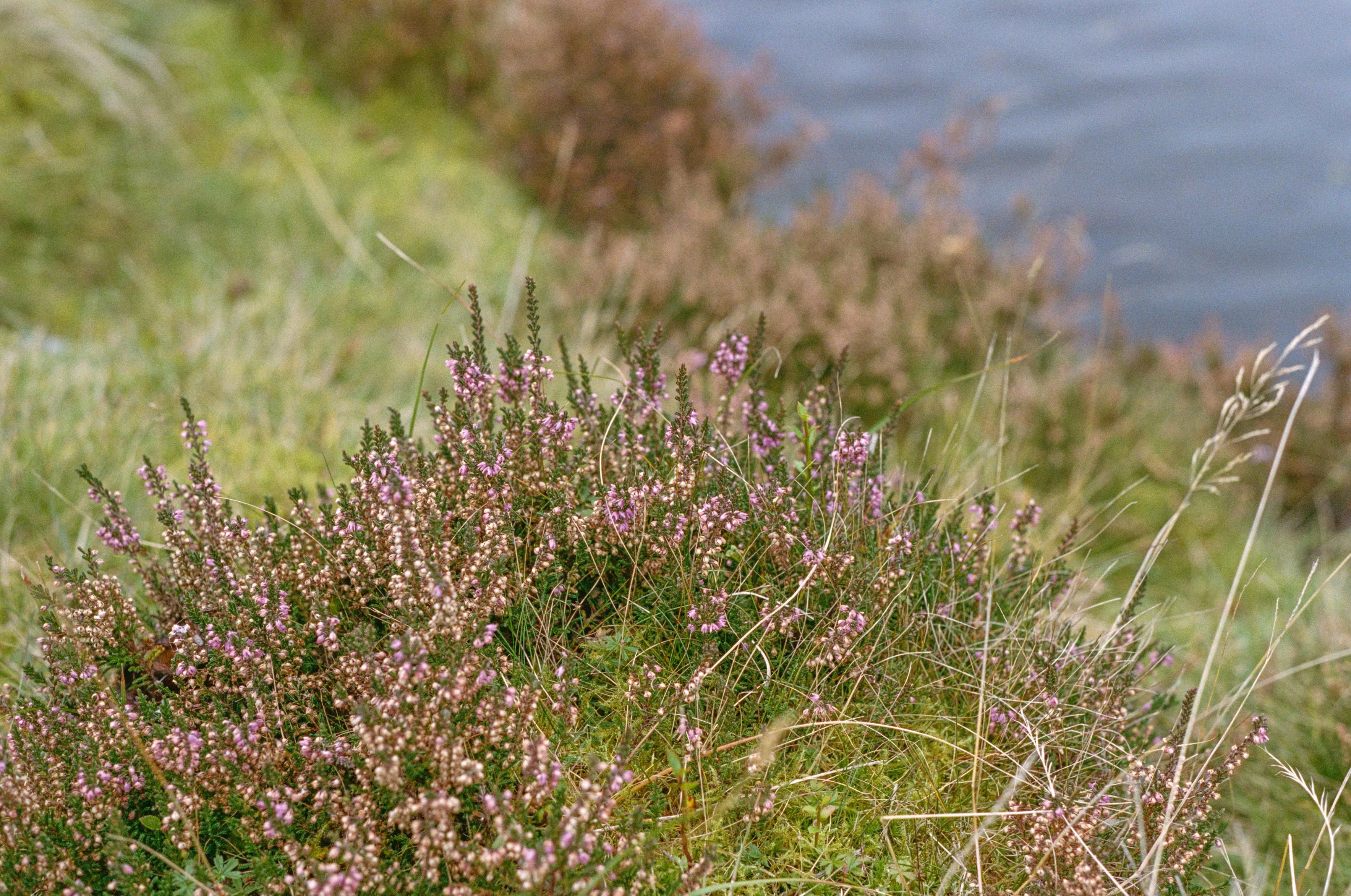 A close-up of violet bell-shaped flowers growing on green grass.
