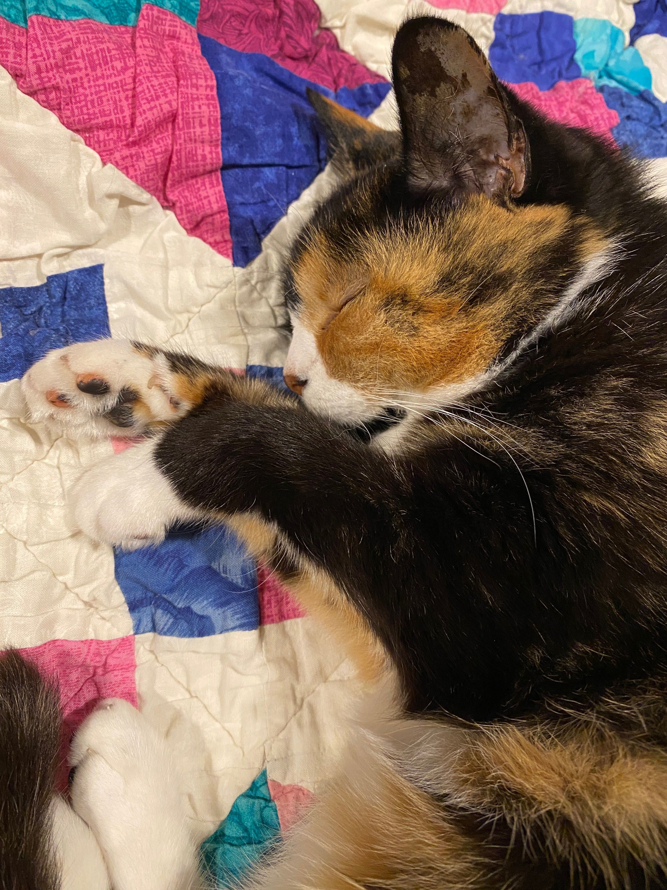 A calico cat napping on her side on a quilt, her back legs and tail tucked slightly forward, her front paws dangling out under her chin