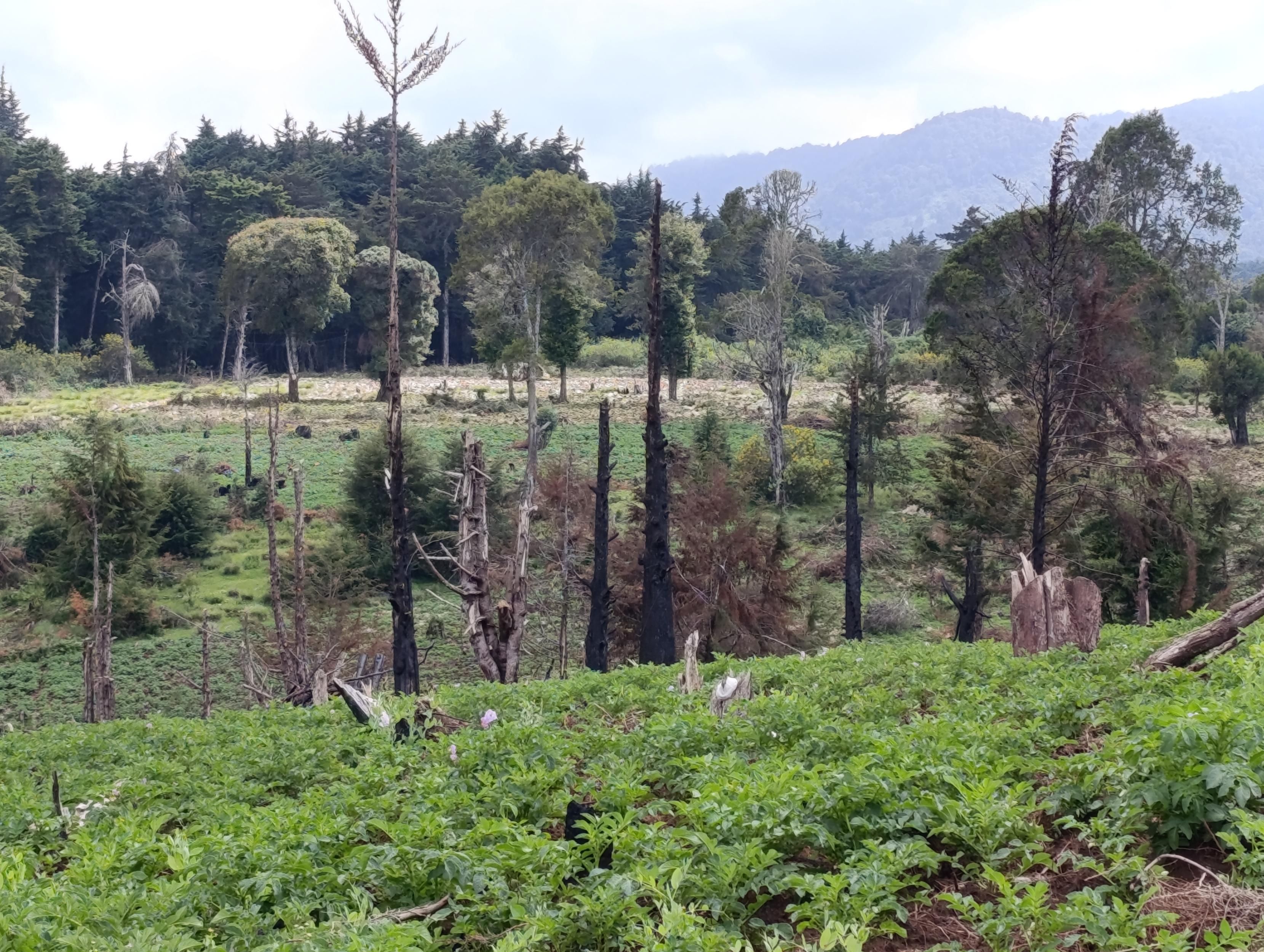 Potatoes planted in the forest 