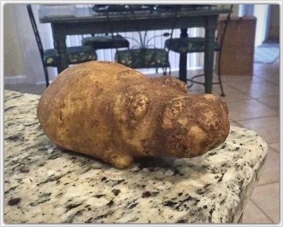 A potato looking like a hippopotamus.