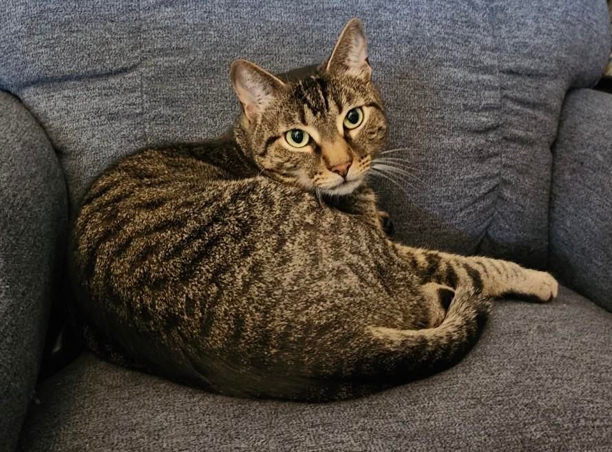 Donut is lounging comfortably on the La-Z-Boy looking somewhat guilty but not guilty enough to actually get out of his new chair. His chair, he'd like to remind everyone. The chair that belongs to him now.