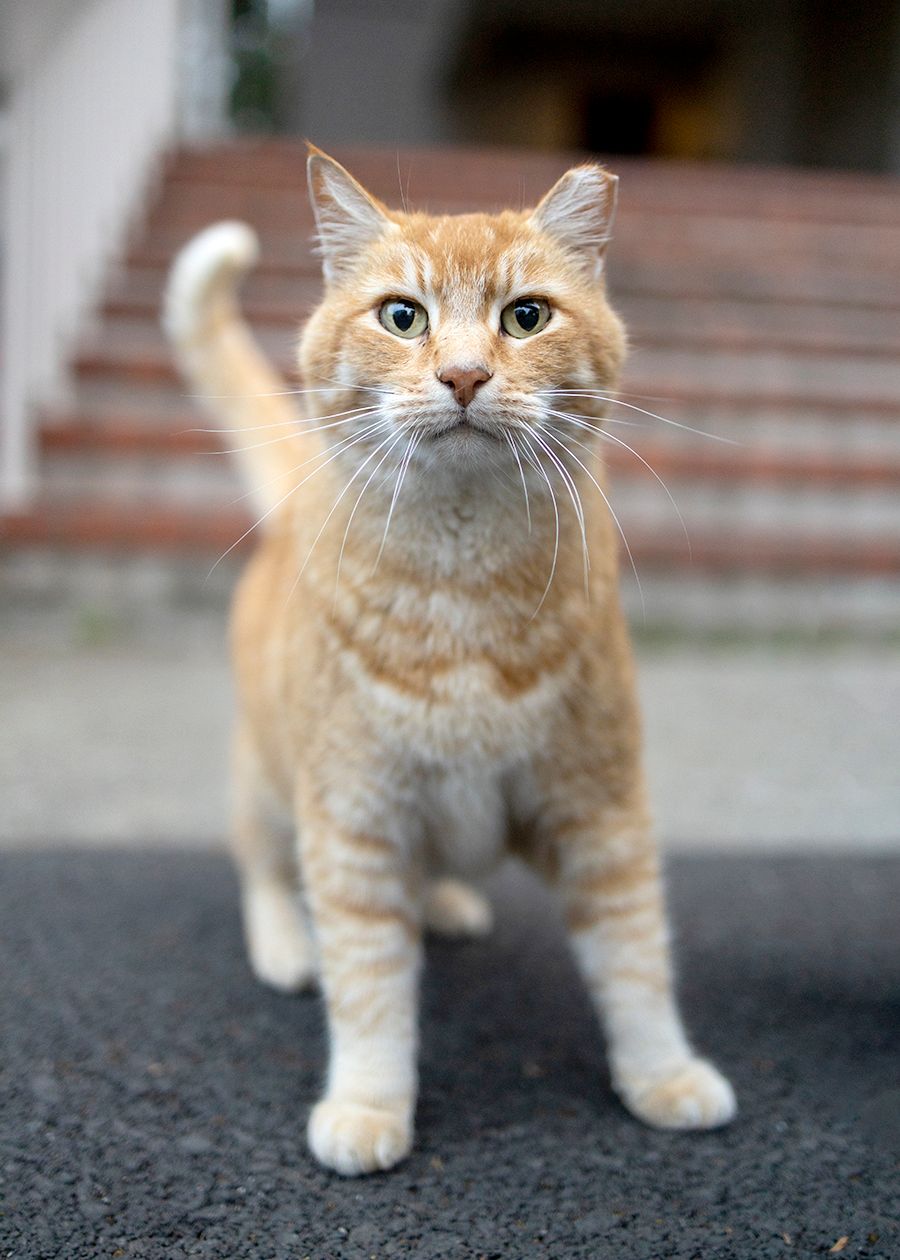 an orange cat with a tipped ear standing at the base of an outdoor staircase