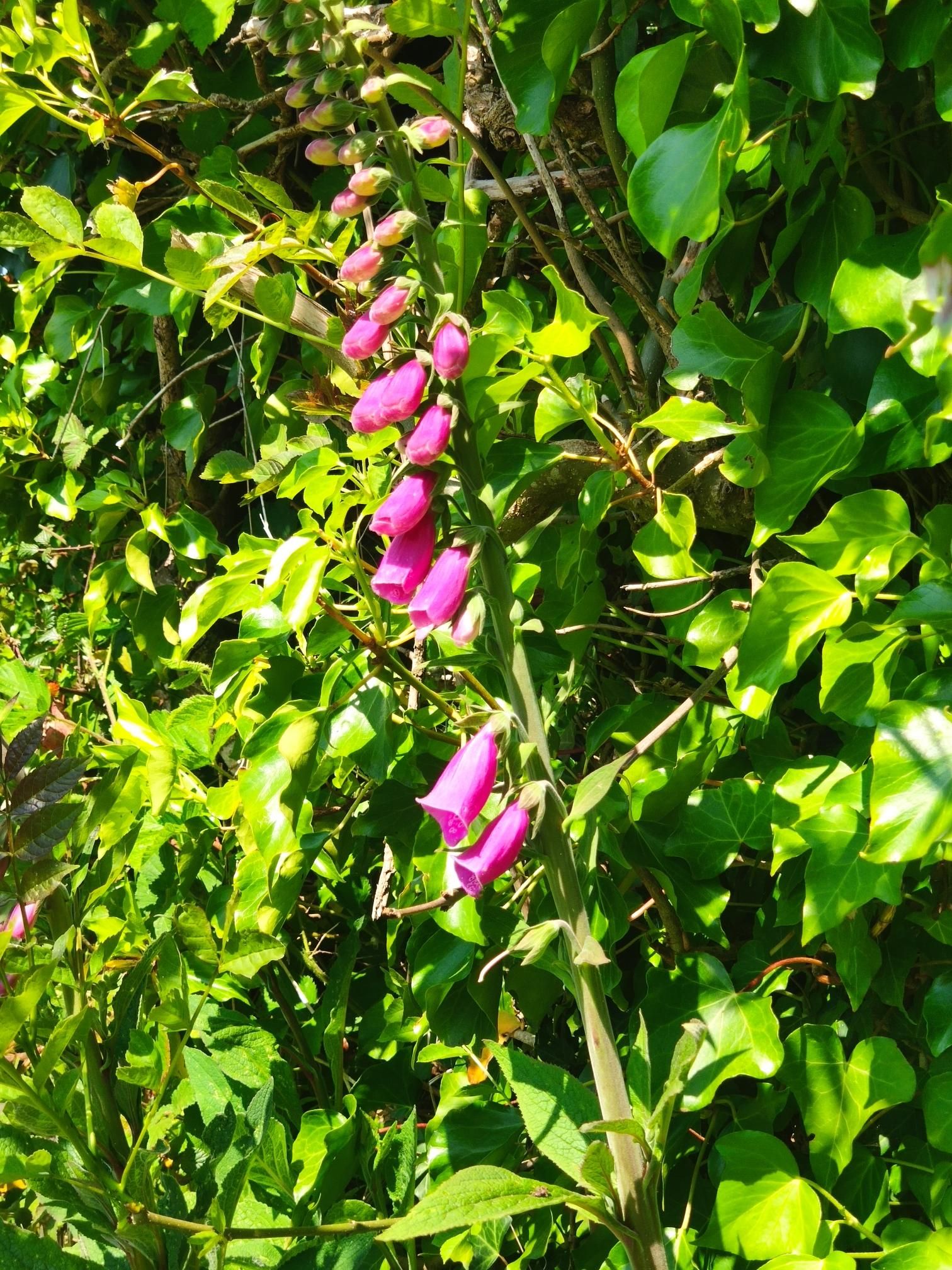A photo of pink foxglove flowers against greenery