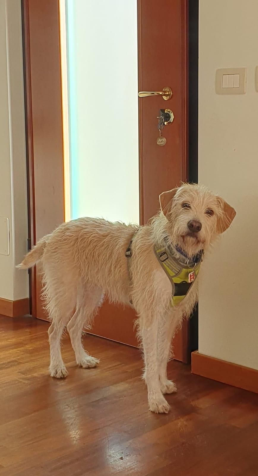 the dog Buba stands by a door and looks into the camera