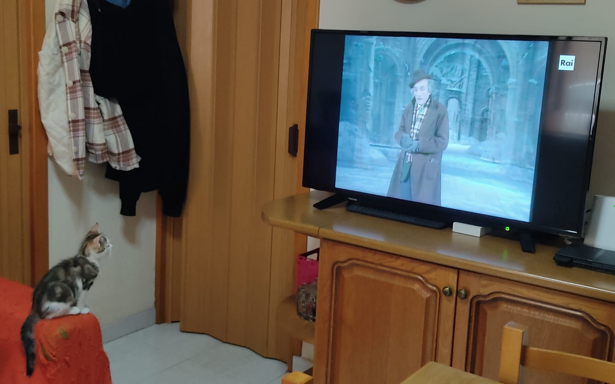 Liquirizio, gatto tartarugato con la pancia bianca, seduto composto sul poggiabraccio di un divano con la fodera rossa, che guarda la tv di fronte a lui. In tv c'è una commedia di Eduardo