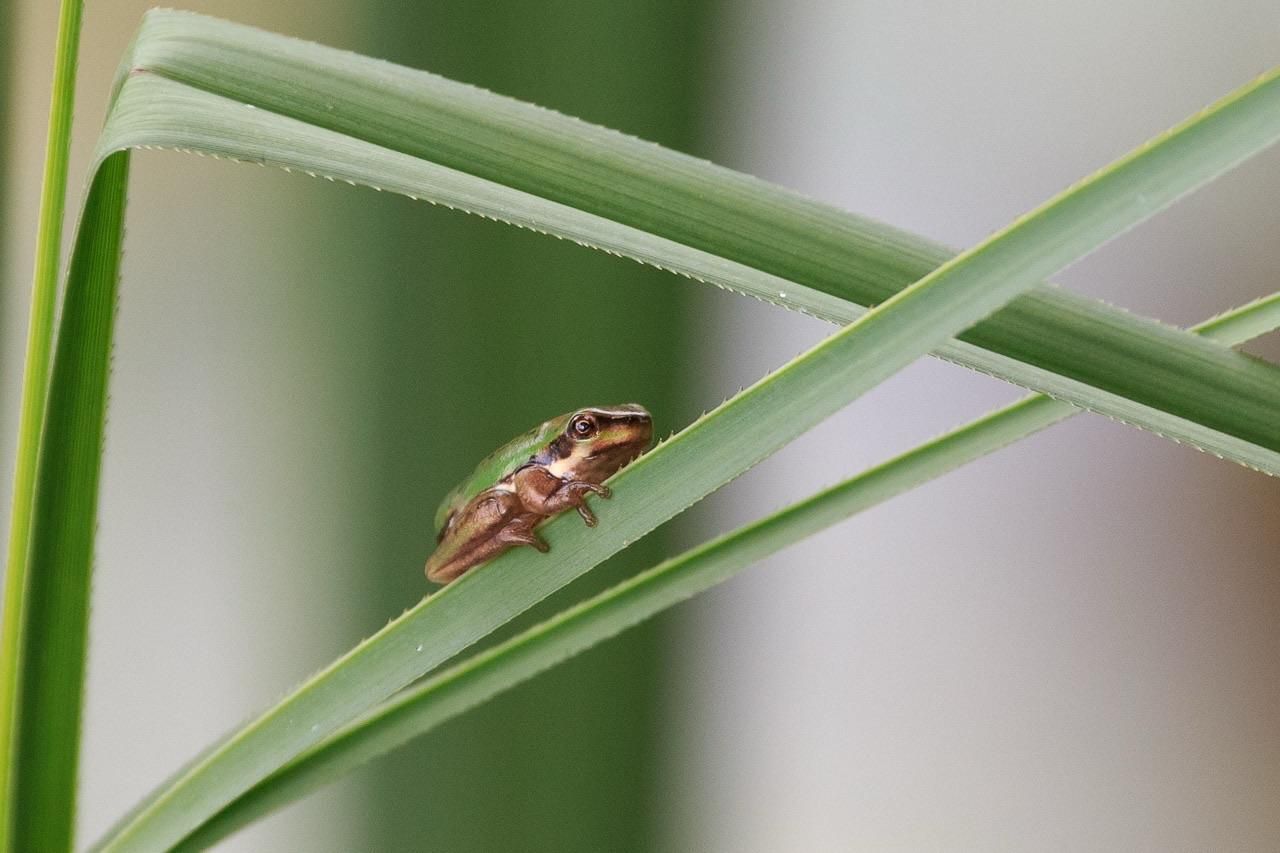 A very small frog with a green back and brown side-trim and lighter belly on a reed leaf. There is a vertical reed leaf on the left of frame that bends in a diagonal near the top left corner down towards the middle right. The leaf with the frog on it originates in the bottom left corner and terminates in the top right. 