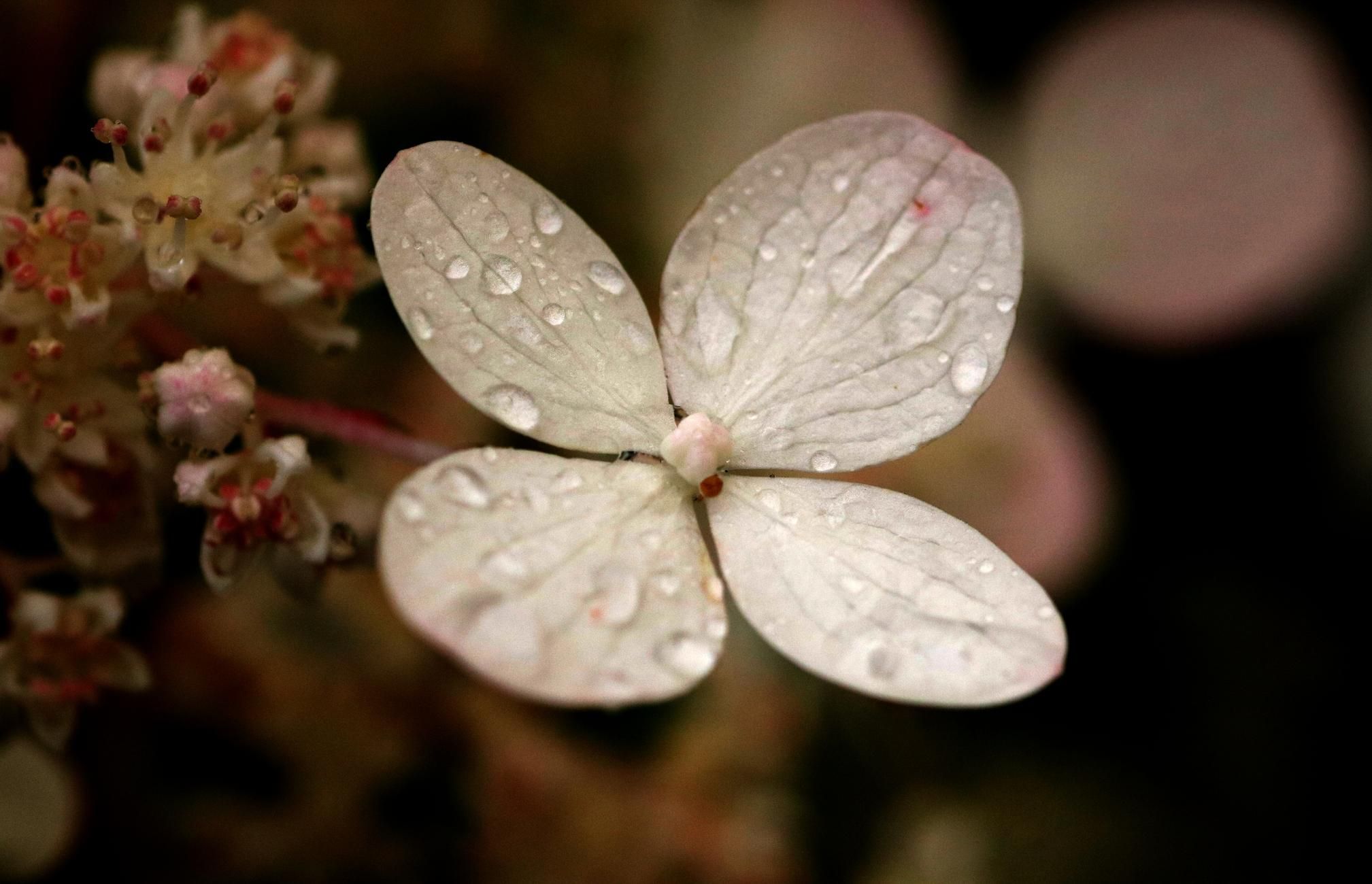 Macro photograph of an open flower of hortensia, with four round pinkish white petals covered with raindrops. Smaller flowers can be seen on the left side, a little behind, and other pink flowers appear blurred behind as round dots of light.