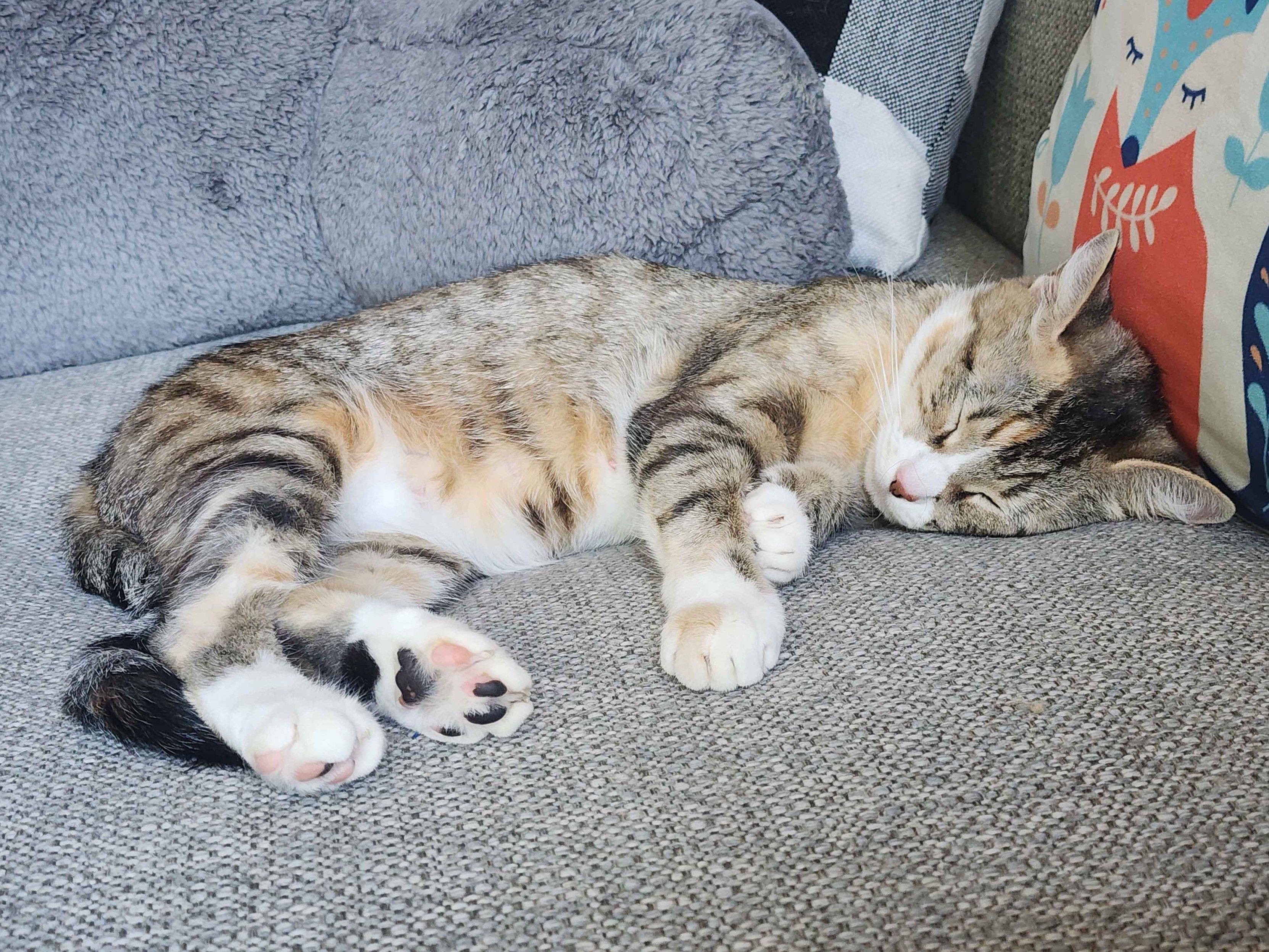 a cat sleeping on a couch. toe beans exposed. cutness level high.