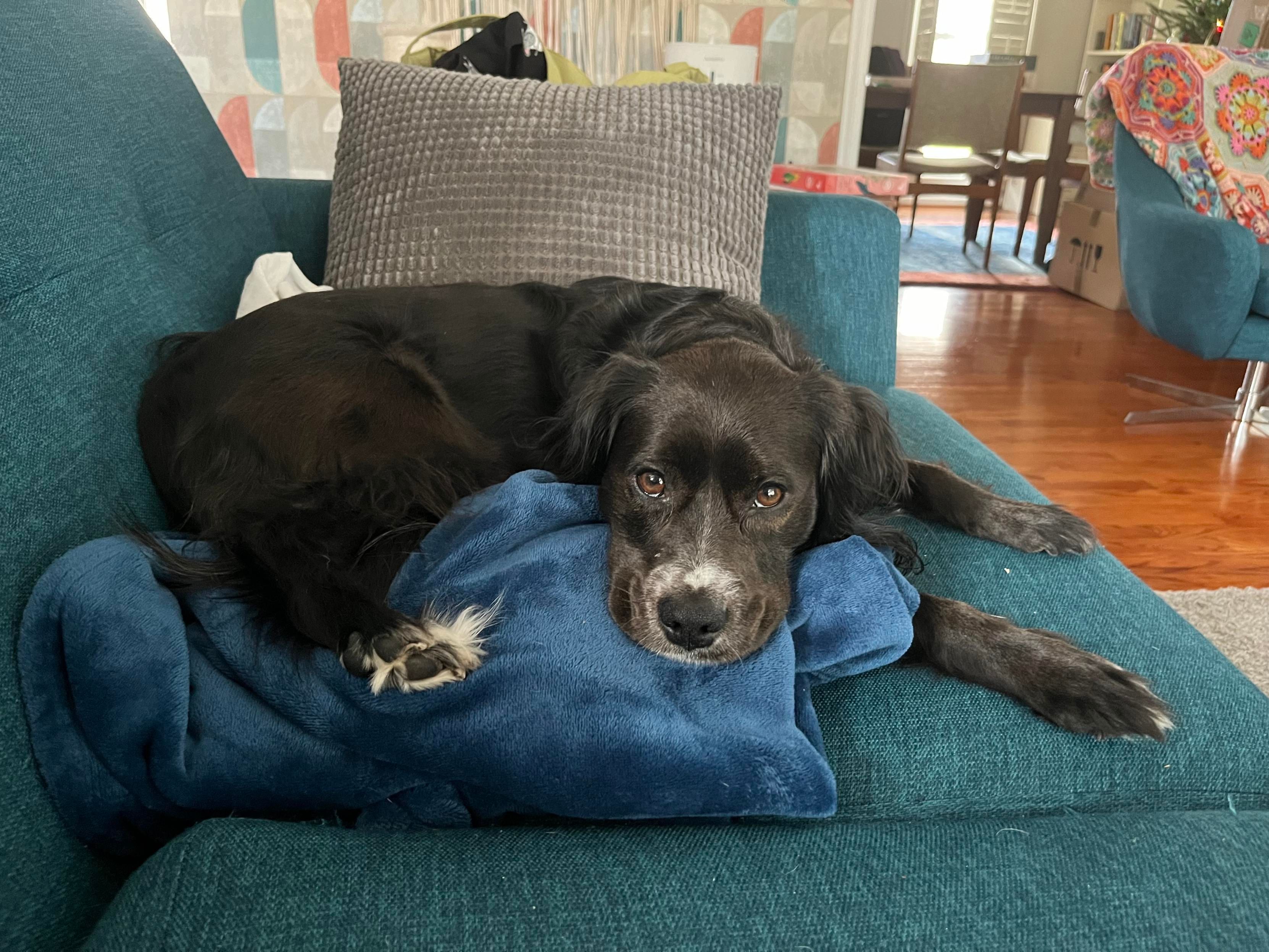 Chloe, a black spaniel mix dog, is curled up on a blue couch and looking imploringly at the camera.