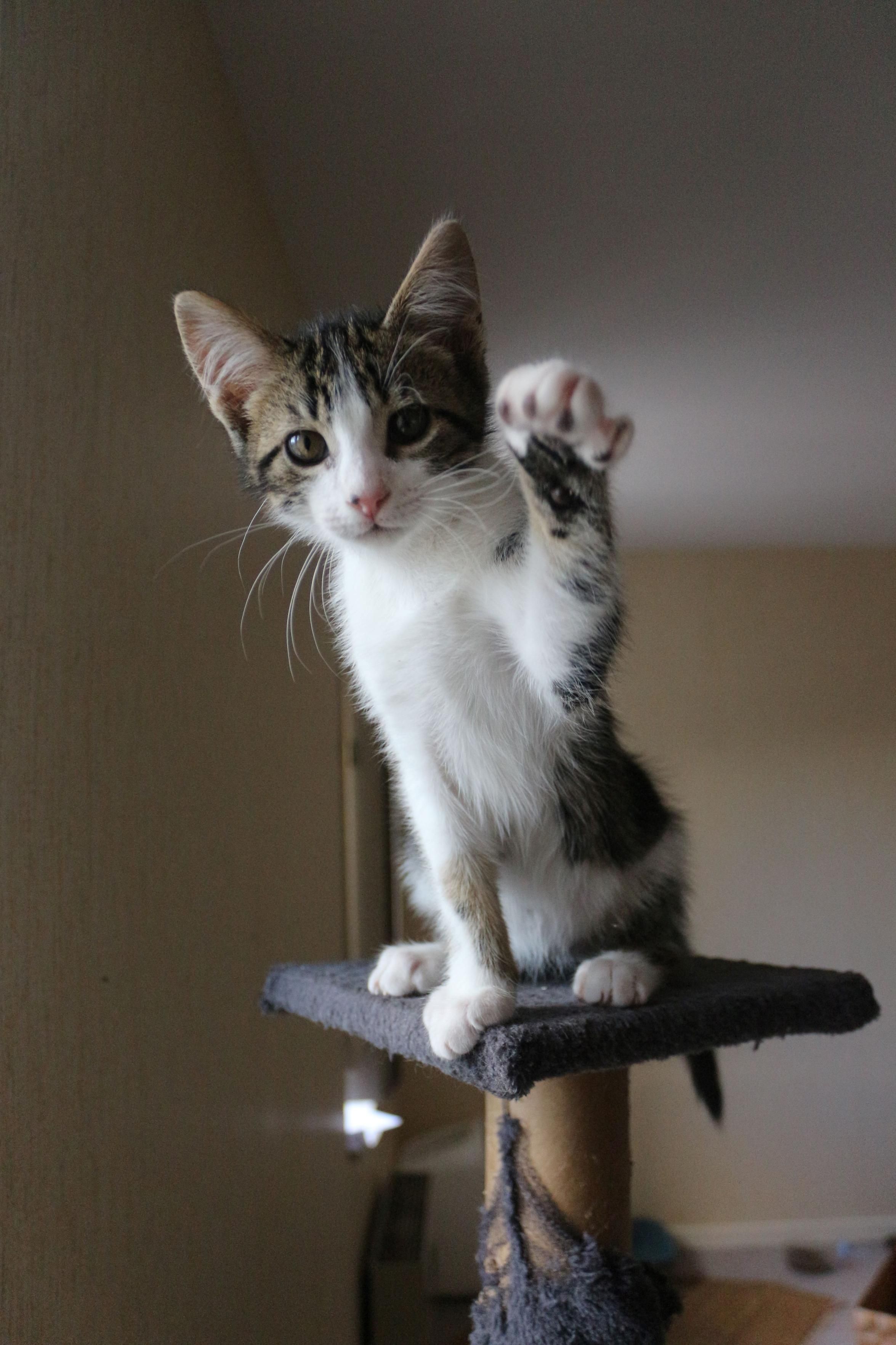 Romarin, un chaton de trois mois tigré et blanc assis sur un arbre à chat, une patte levée en direction de l'objectif. Son œil gauche est légèrement plus sombre que le droit.