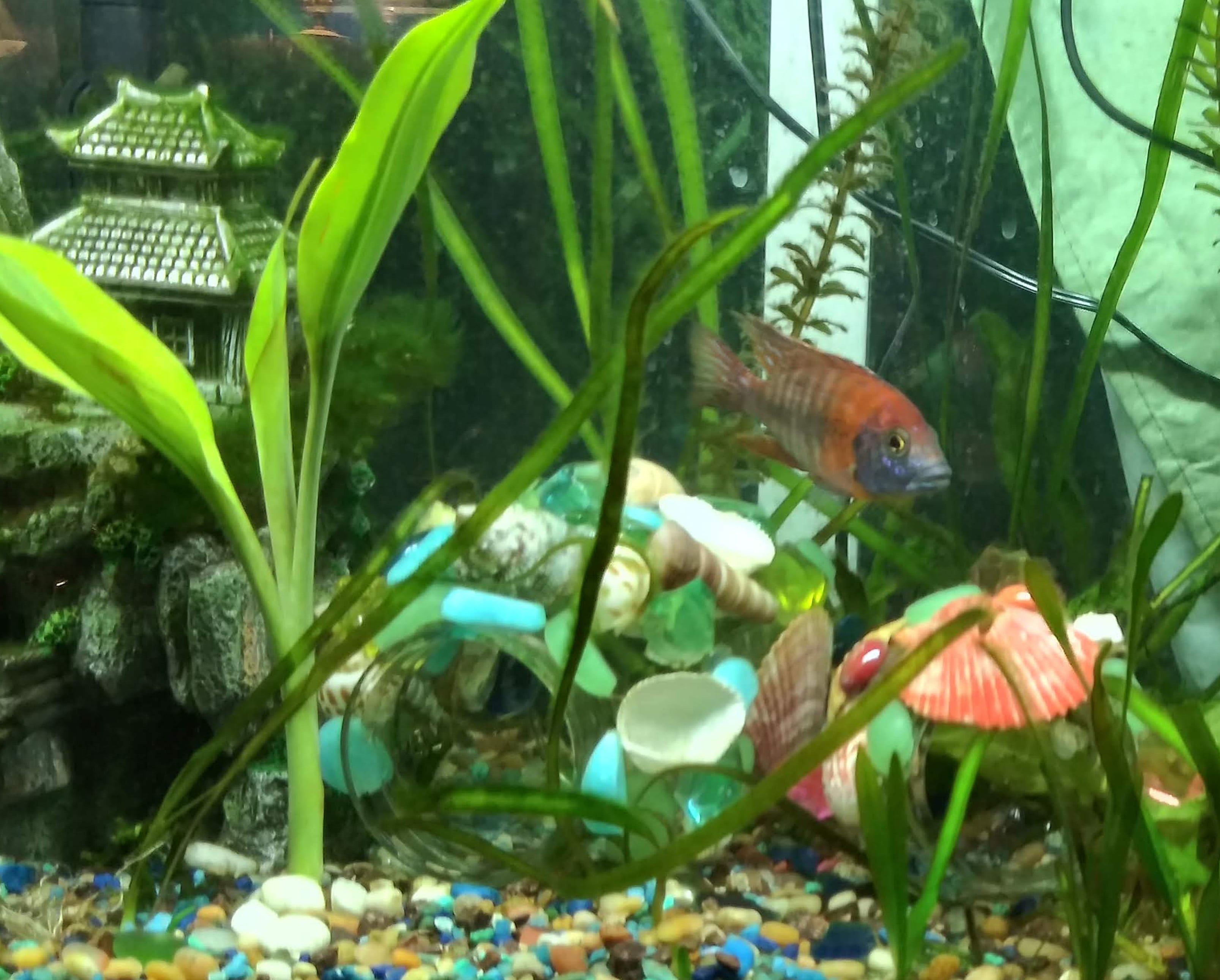 Colorful cichlids swim in a beautiful planted tank with colorful hand made aquarium ornaments