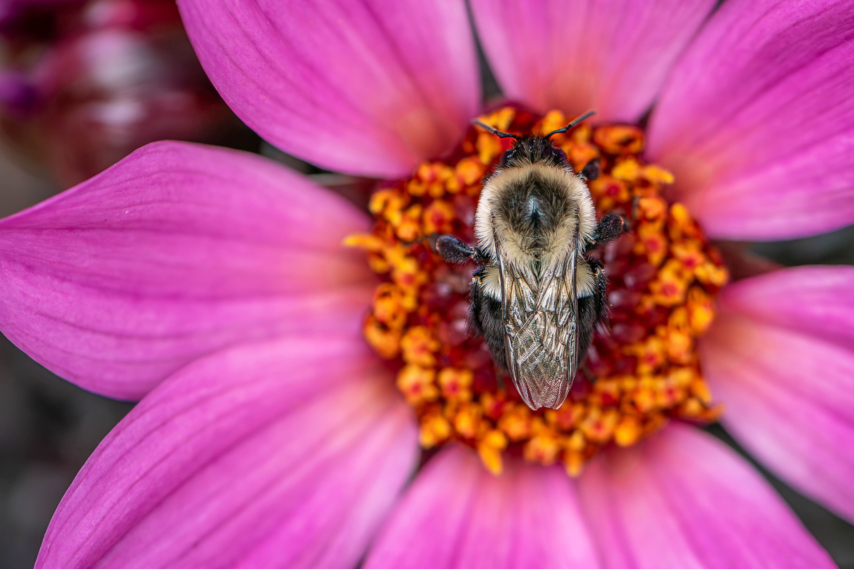 Closeup image of a bumblebee on a purple-pink dahlia flower. This species of bumblebee has black and straw-yellow body, six legs, two large black eyes, two short antennae, and transparent wings. This dahlia variety has a daisy-like structure with eight purple-pink petals extending from central disk made up of an inner circle of red and surrounded by a circle of yellow florets.