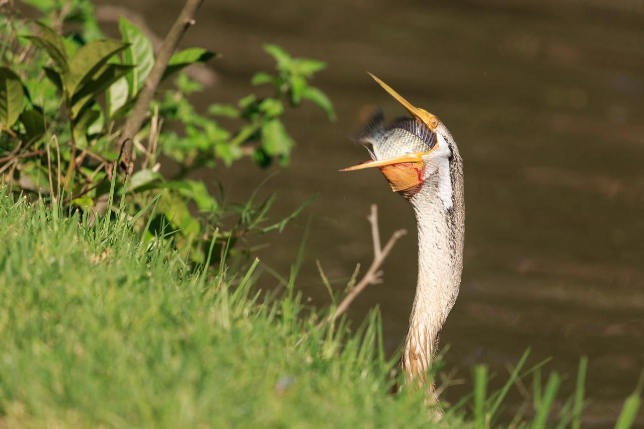 The same long-necked bird, now with fish detached, beak wide open and fish heading down its mouth head first.