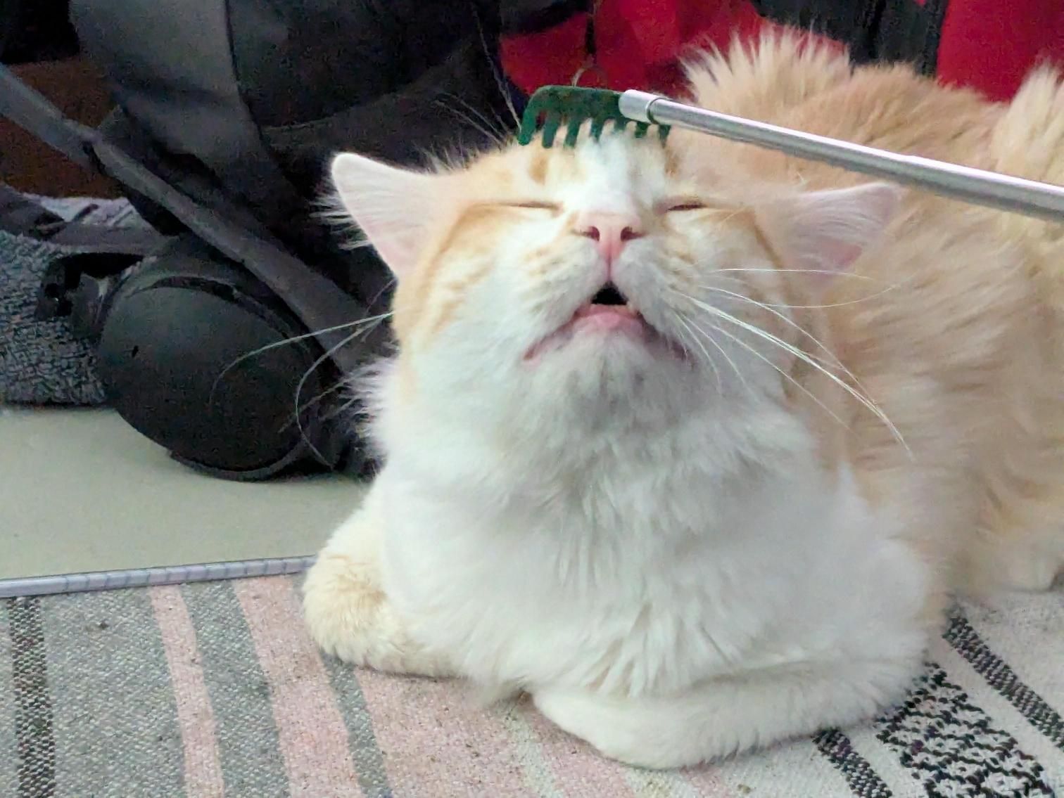 Photo of a white and light orange loafing while being scratched on the head with an extendable back scratcher that look like a tiny rake. The kitty is in total bliss and has its eyes closed, head lifted, and mouth slightly open. Just keep this up for several seconds to reboot and factory reset the feline.