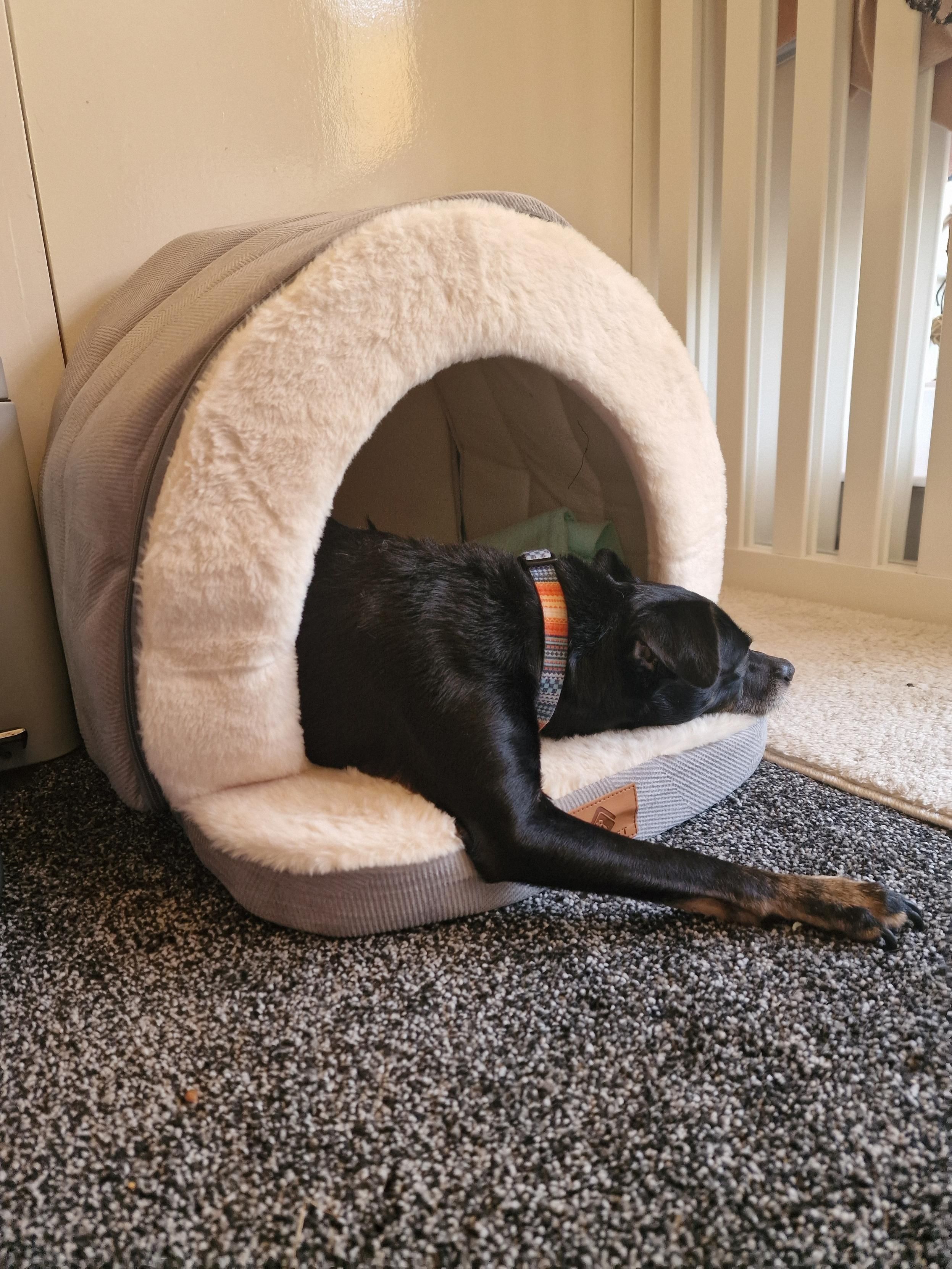 Little Black dog asleep in a pet bed with one leg hanging out the front