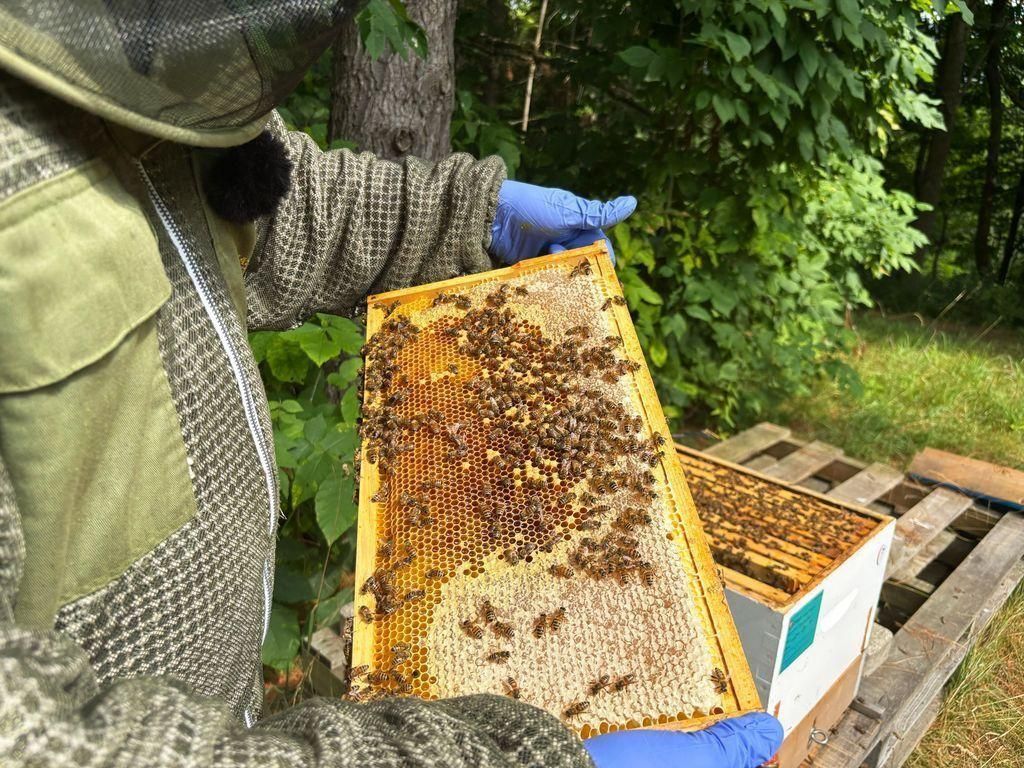 Eric Dowling, fully kitted out in his bee suit, inspects a frame, filled iwth honey, nectar and bees.