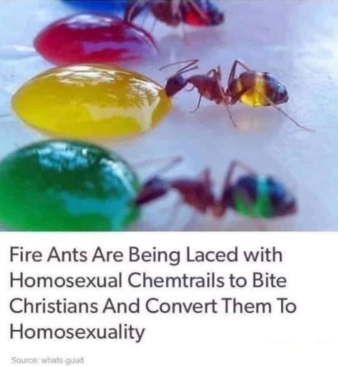 Fire Ants Are Being Laced with Homosexual Chemtrails to Bite Christians And Convert Them To Homosexuality