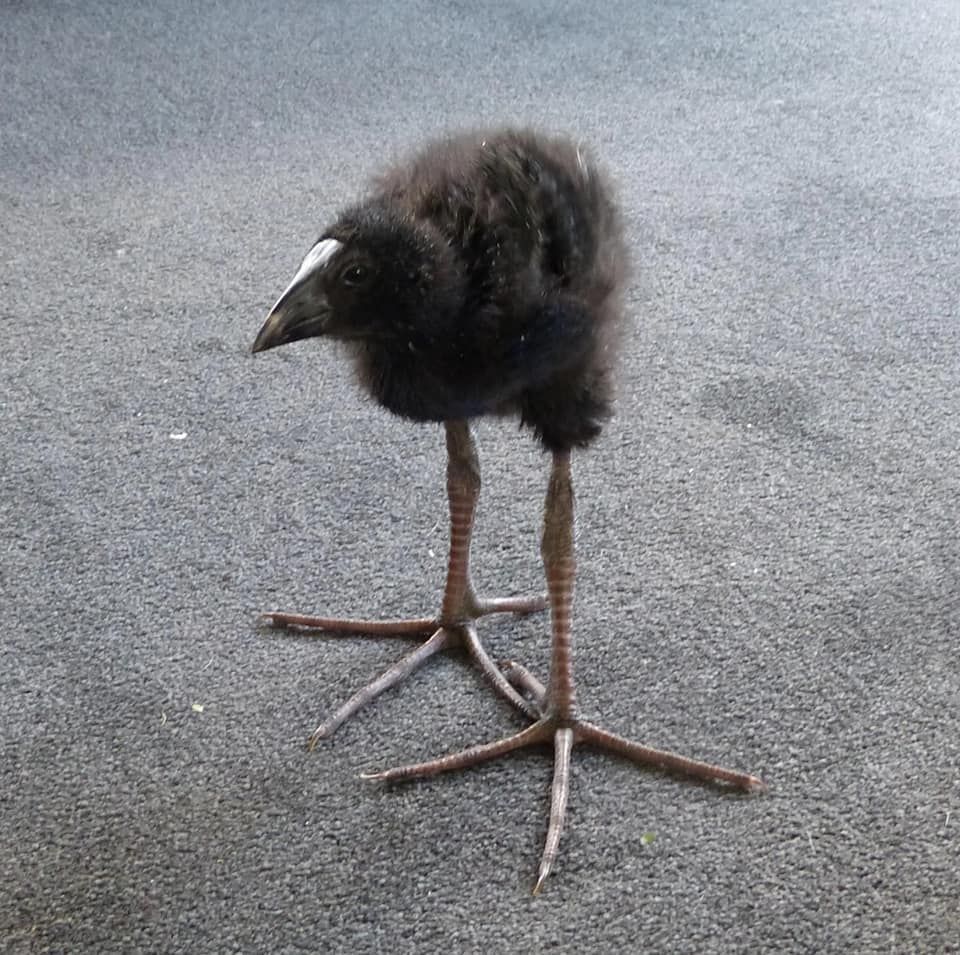 A pūkeko chick. The beak and feathers are black, unlike the adults. 
The legs account for most of the chick's height.
The feet have three forward facing toes and one backwards facing. From front to back the feet are almost as long as the body.