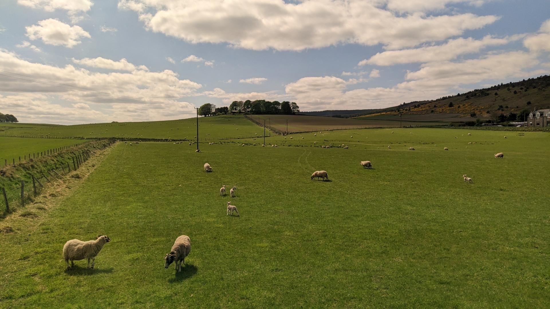 Sheeps on green fields