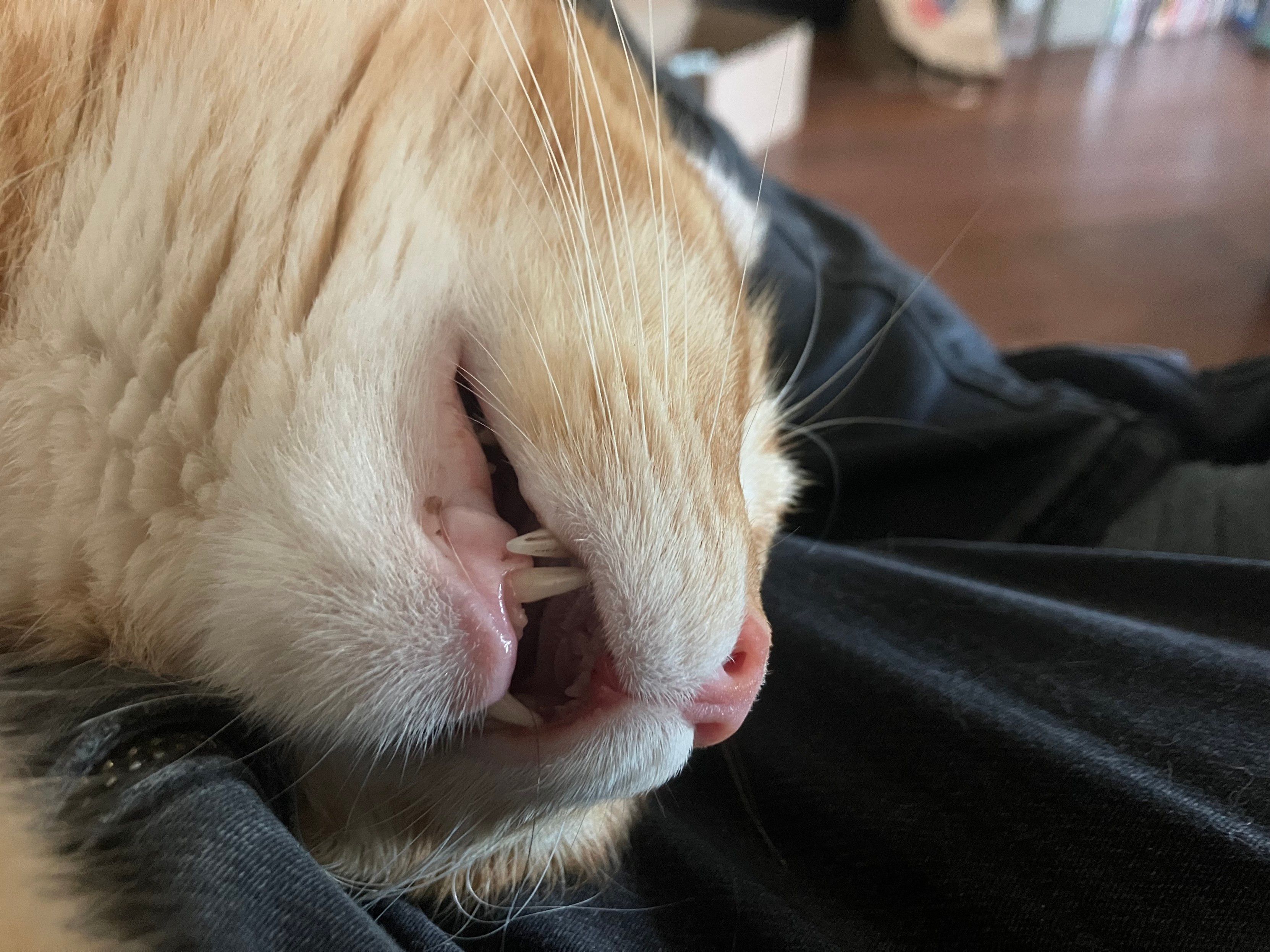 a low view of an orange cat with his mouth partially opened