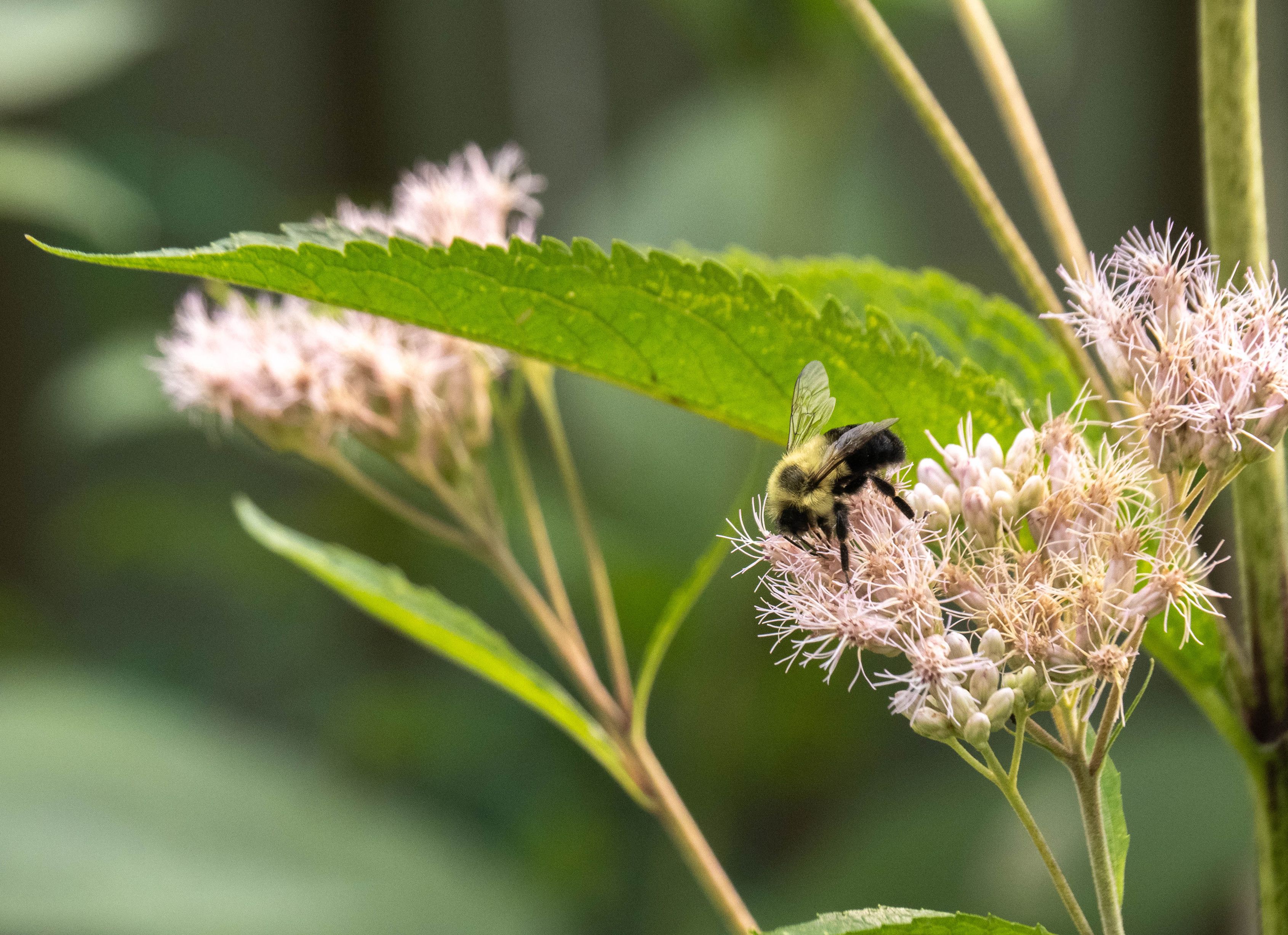 A big bumblebee on a cluster of frilly pale pink blooms. Behind them is a long green leave and more blooms
