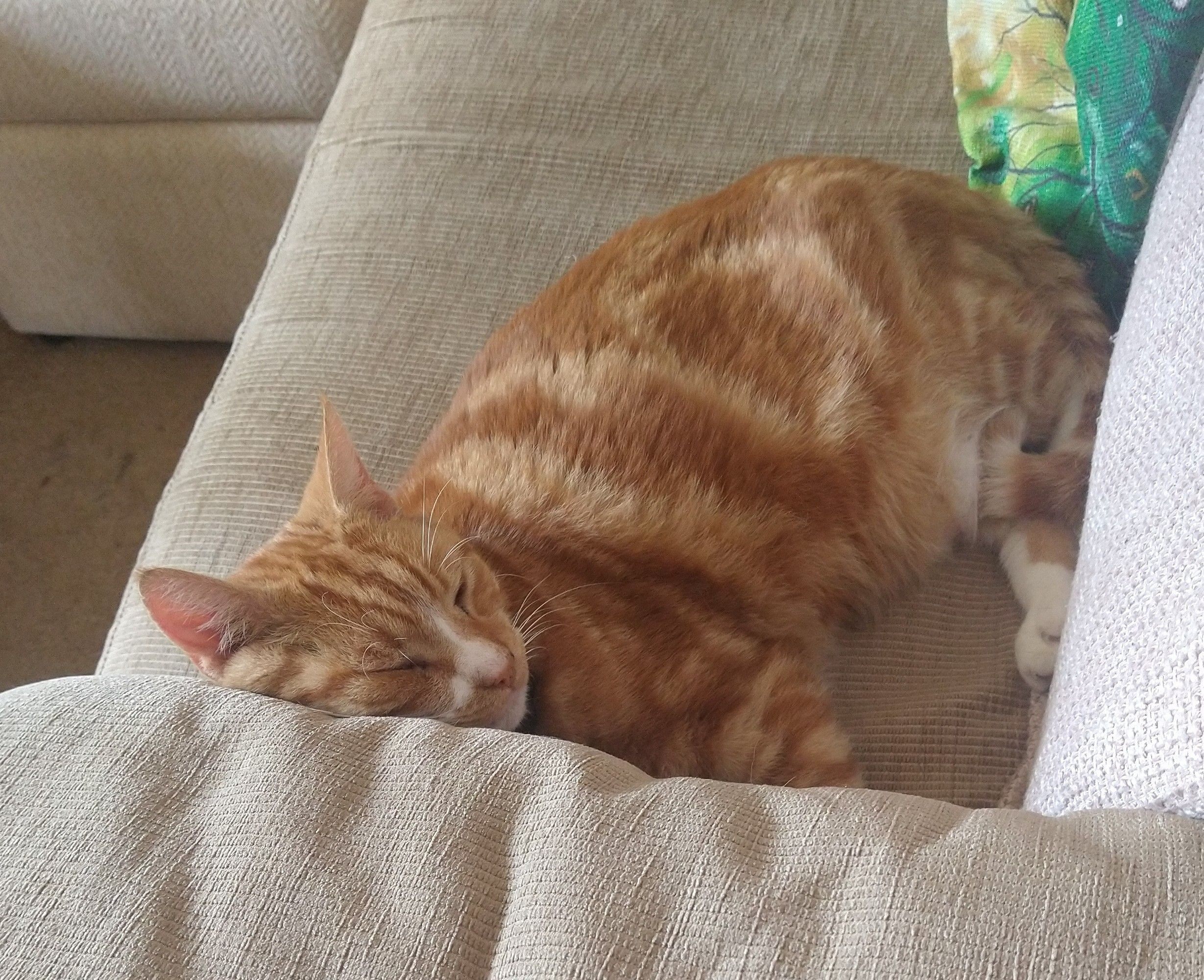 Oscar ginger tom cat with white nose and feet, sleeping on a beige sofa 