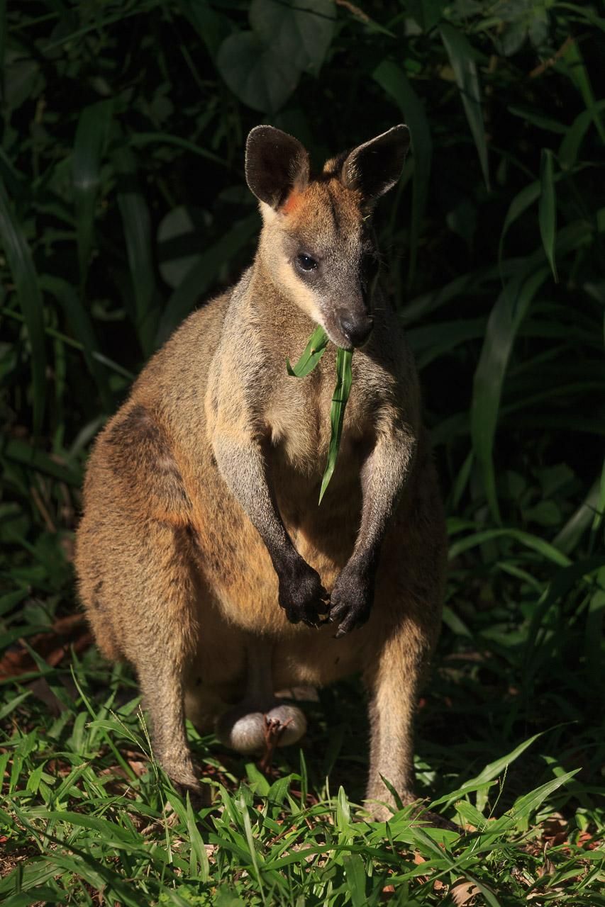 Stocky male swamp wallaby standing up, chewing grass. Down below the evidence of its sex is very visible.