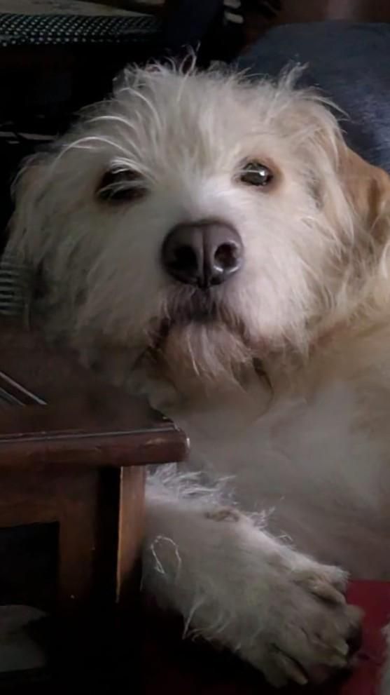 a frontal close-up of the dog Buba's face