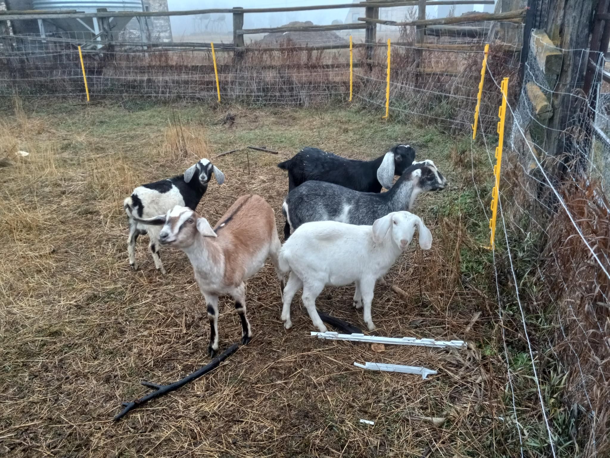 A really nice looking herd of smaller goats, all standing an looking confused. One is light brown, one is white, one is grey, one is black, and one is black and white.  They have the full range of goat ears from extremely short, almost nonexistent, to long floppy ears.  They are standing in a pen with electric fence around the edge, and the grass has mostly been killed by frost.  