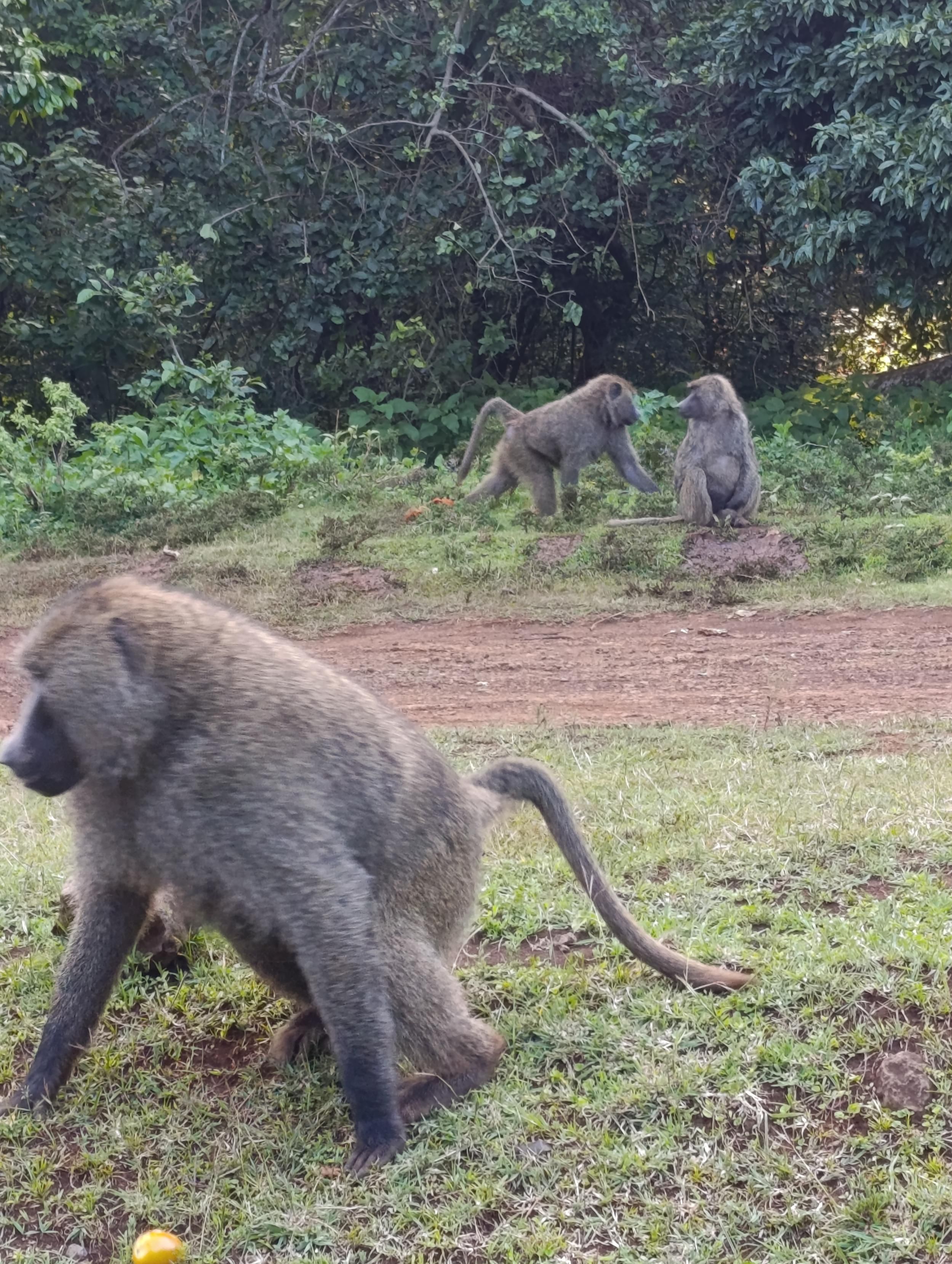 Baboons along Meru Nanyuki road 