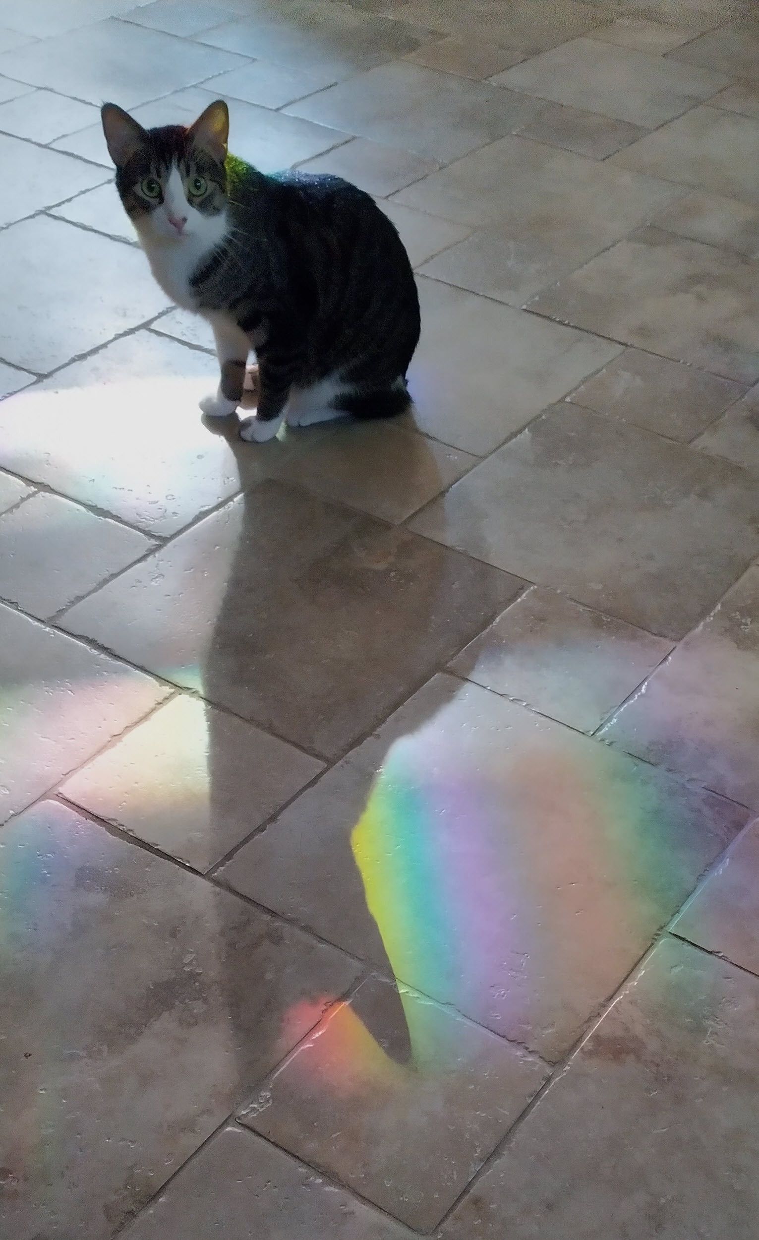 A cat looking at you while sitting on a tile floor. Next to his shadow is a rainbow of light beams. 