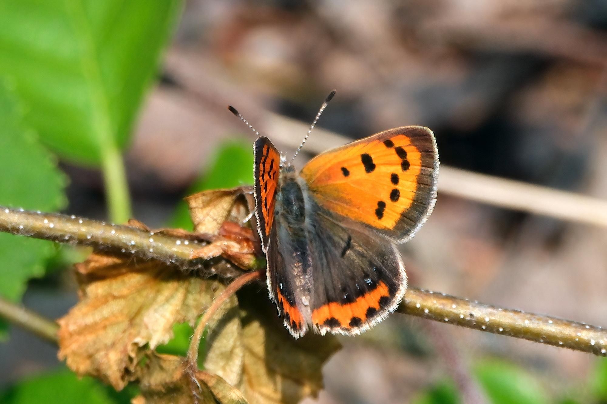 A butterfly resting on a twig. It has orange front wings with black dots and a dark grey rim, the hindwings are dark grey with an orange rim.