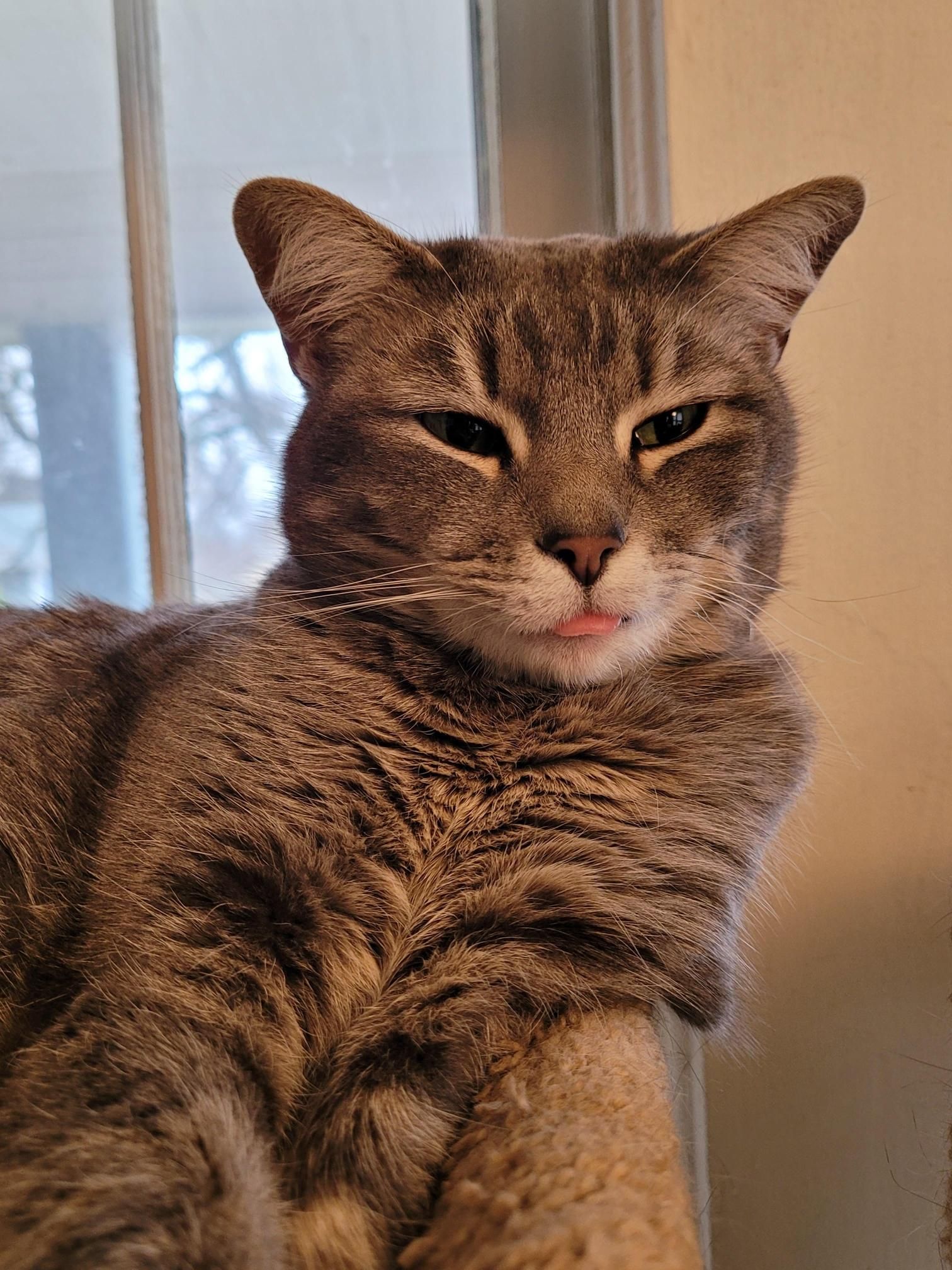 Close-up photo of sleepy cat laying against the side of the top of its cat tree while its tongue sticks out slightly. No thoughts, on blep.
