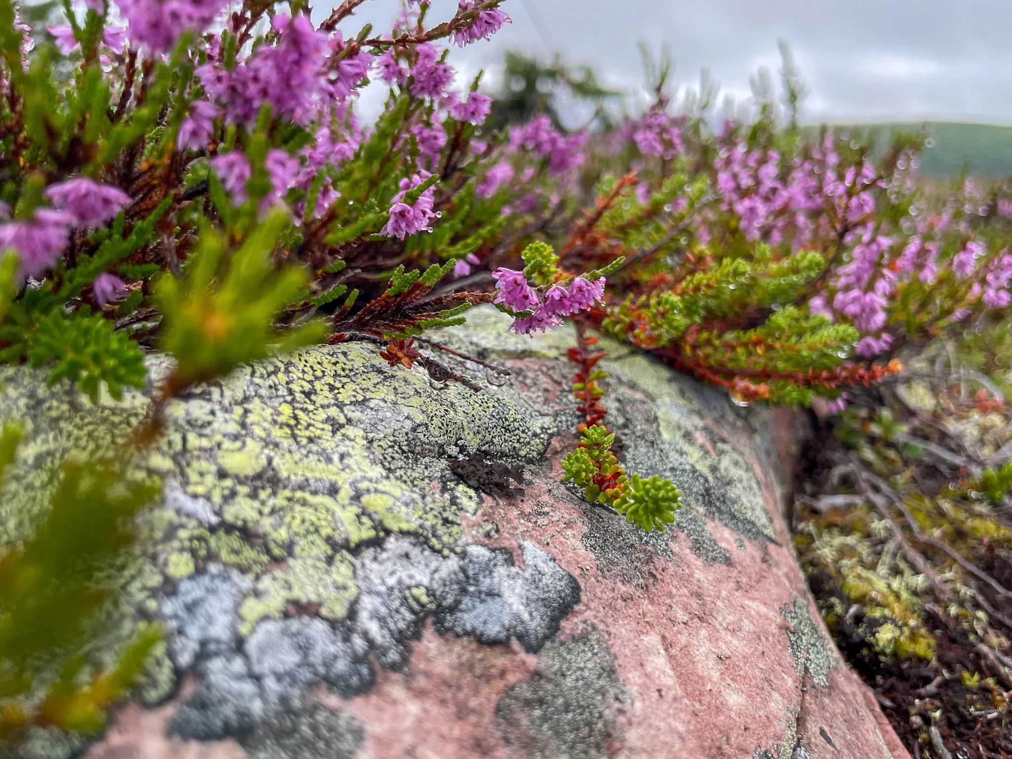 Light pink rock with light green/yellow moss, with pink flowers of heath.