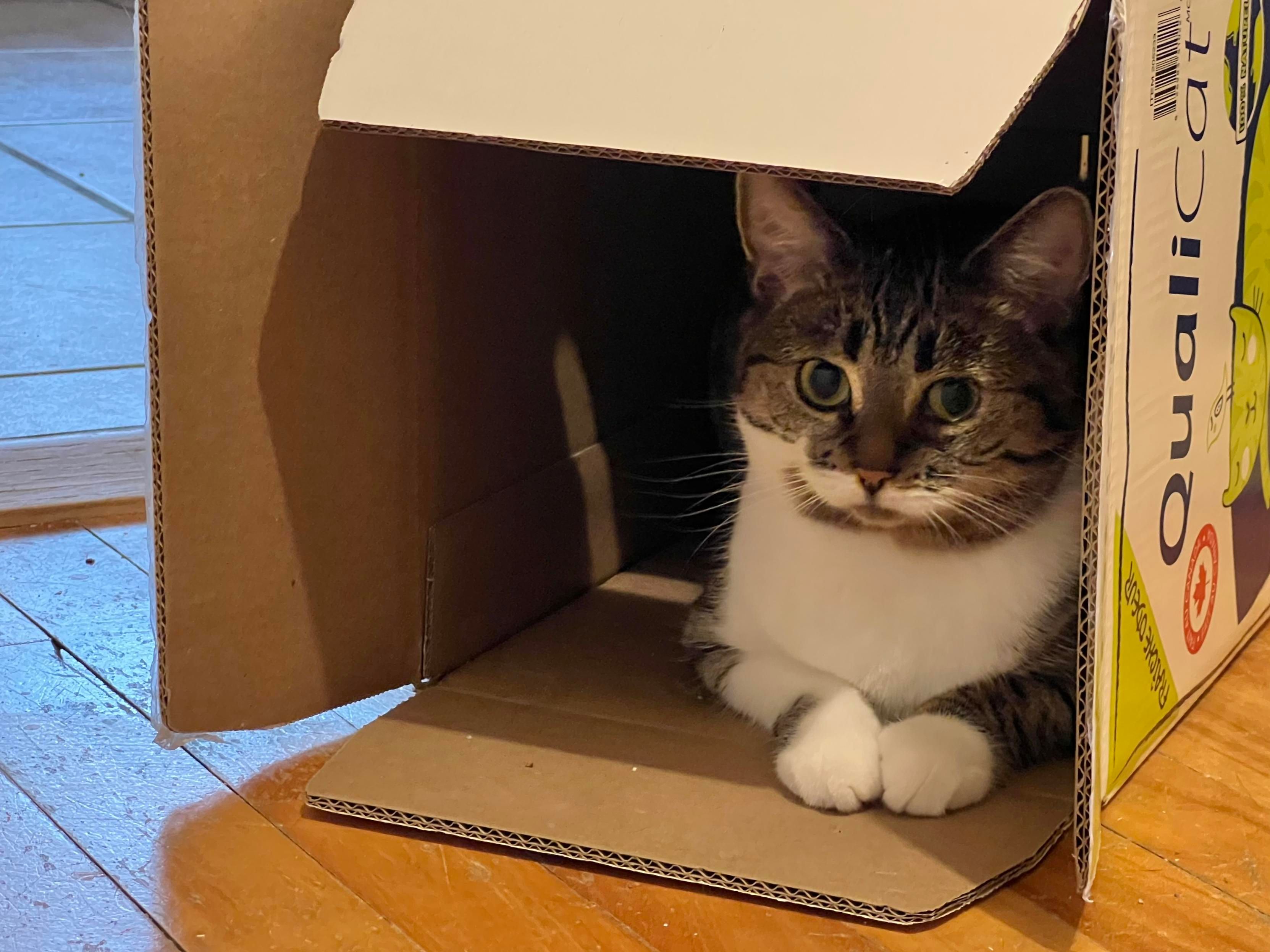 Brown & white tabby sitting in an empty QualiCat cat-litter box.