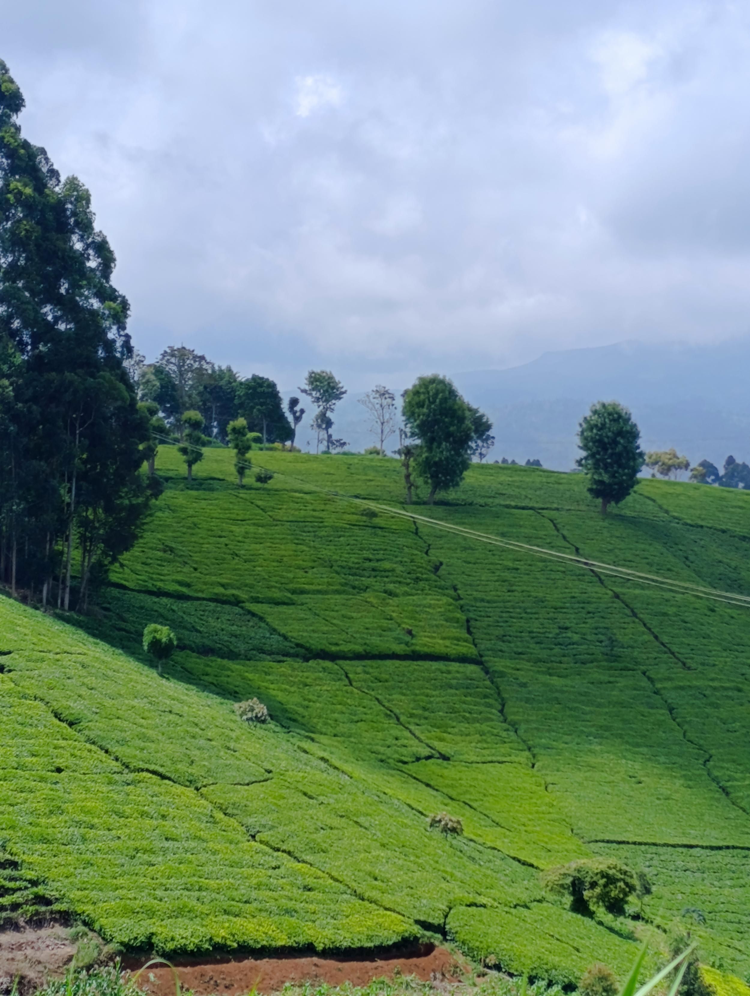 Tee plantations with exotic trees in South Imenti 