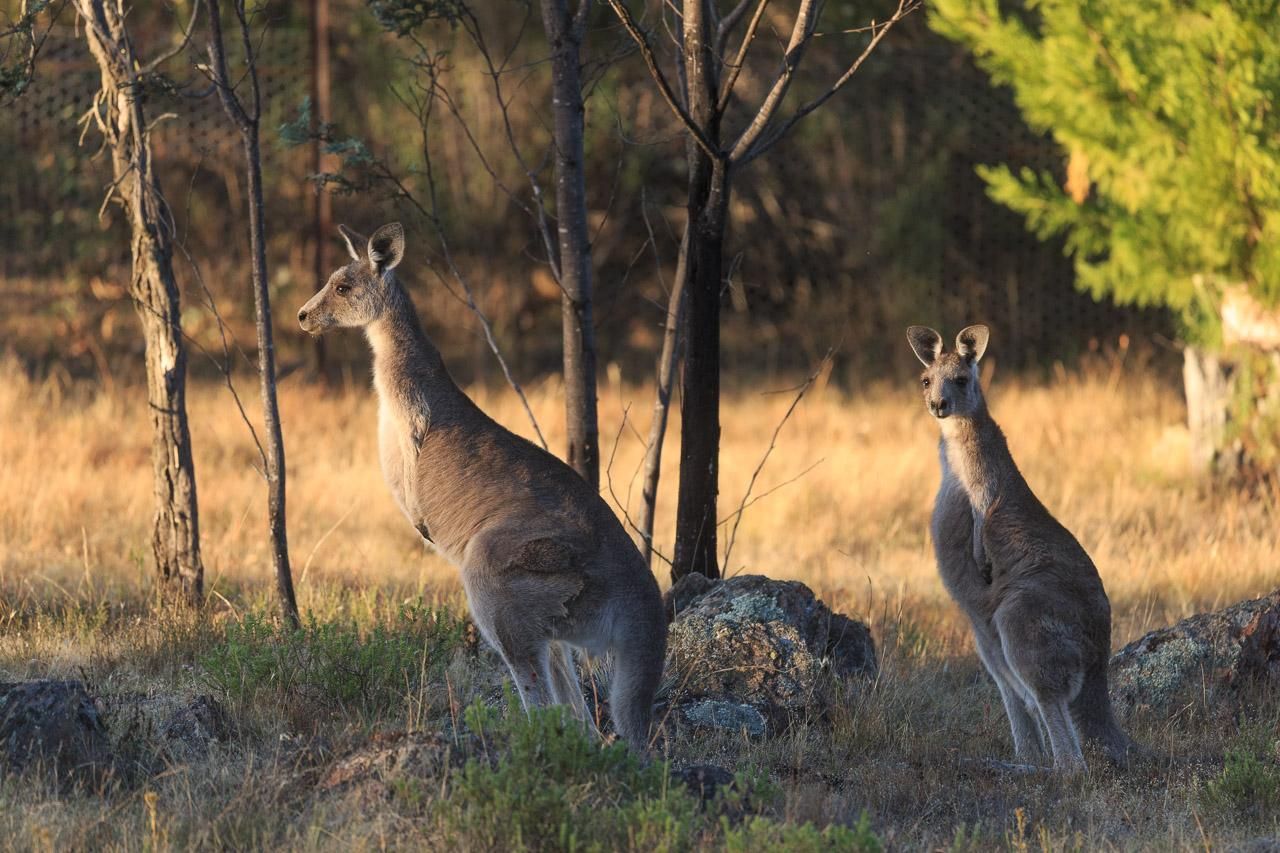 Adult and juvenile Eastern Grey Kangaroos in the early morning light. They're mostly facing left, ears up and alert. 