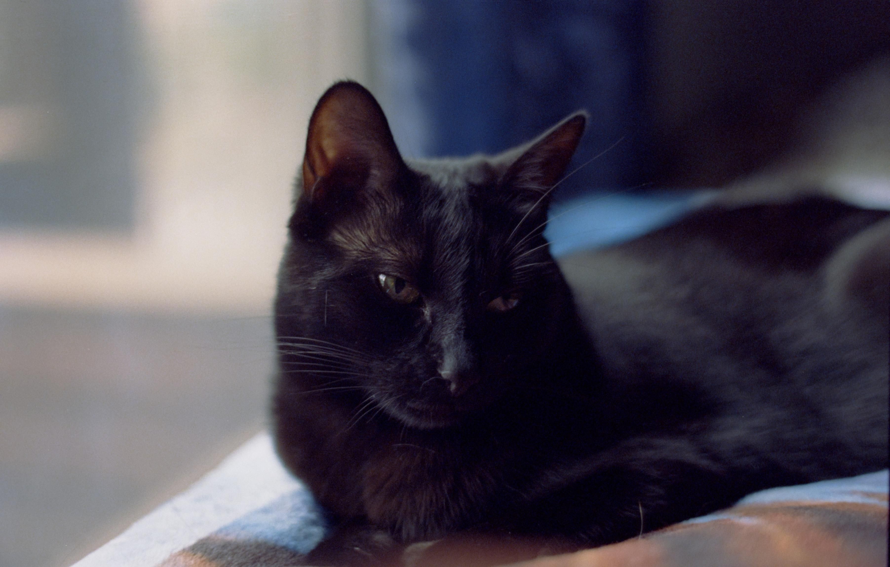 an image of a black cat lounging on the back cushion of the couch, gazing off to the side
