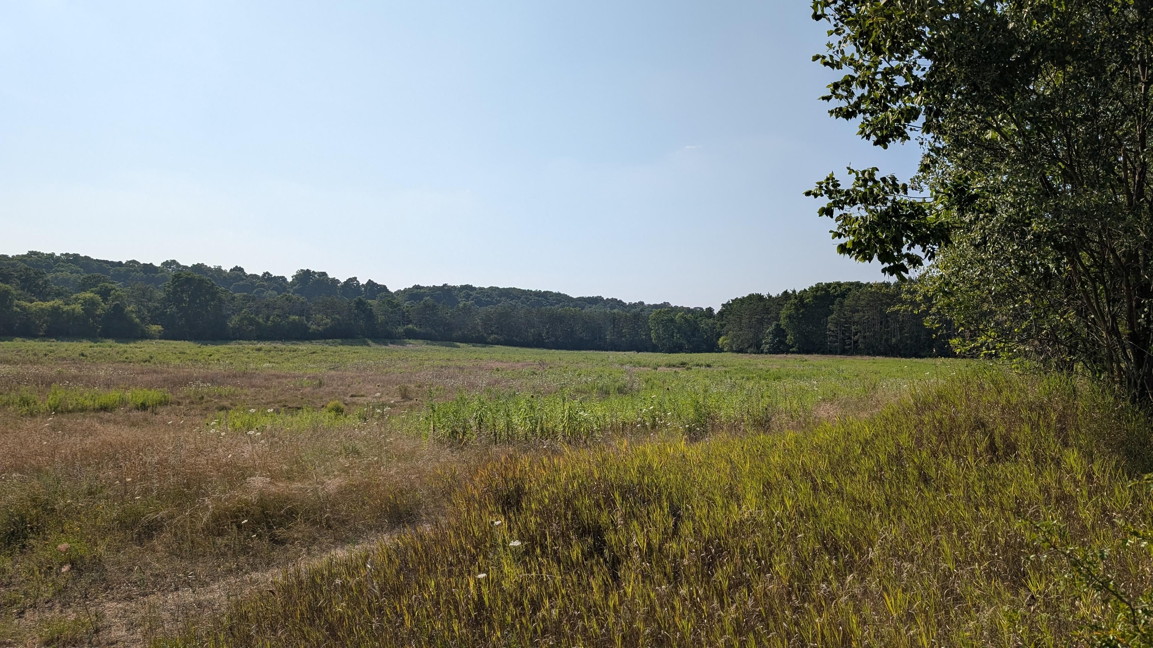 A wide open field with all grass. Blue skies go along the top without a cloud in sight. A big bushy tree sits on the right, and tall trees line the background