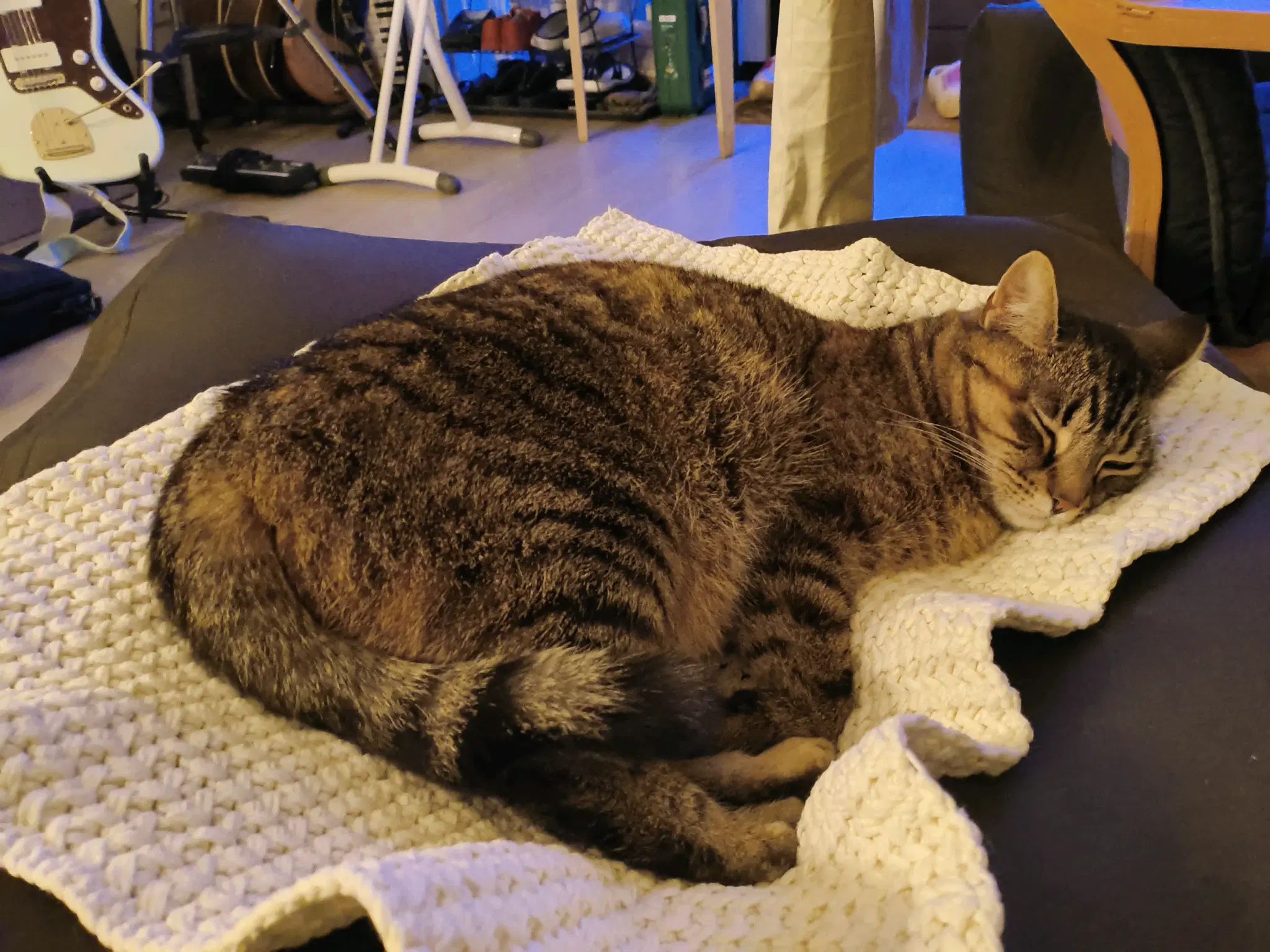 tofu sleeping on my blanket 