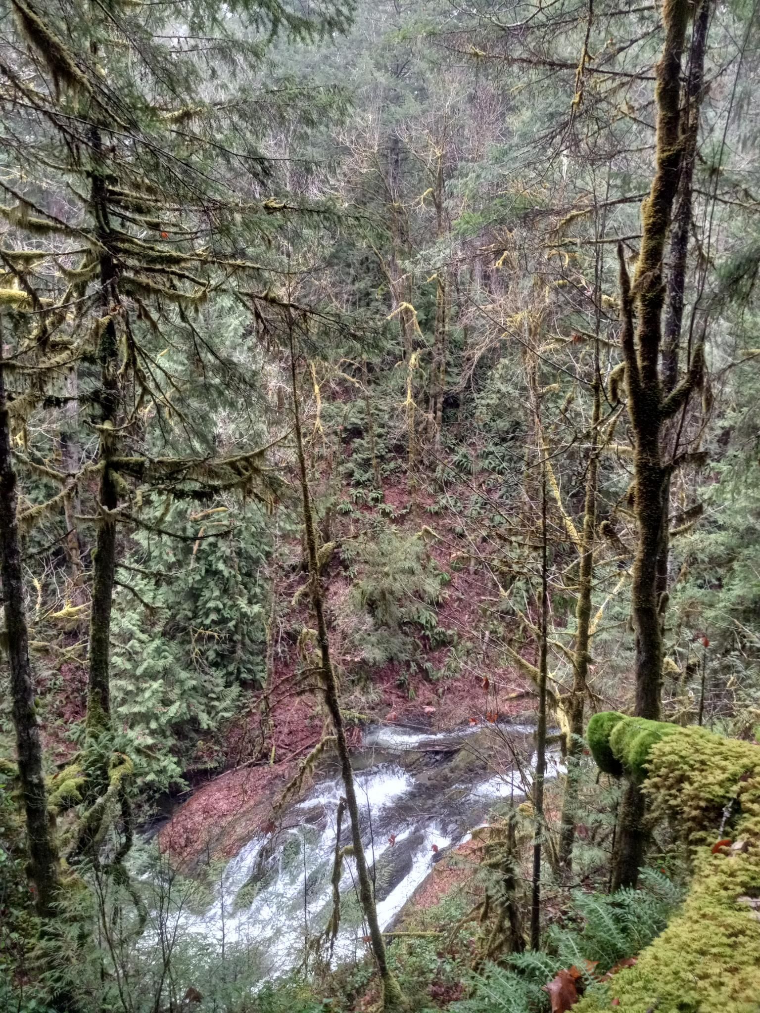 Looking down onto a little waterfall, with lots of tall trees on either side.  Everything is covered with bright green moss.