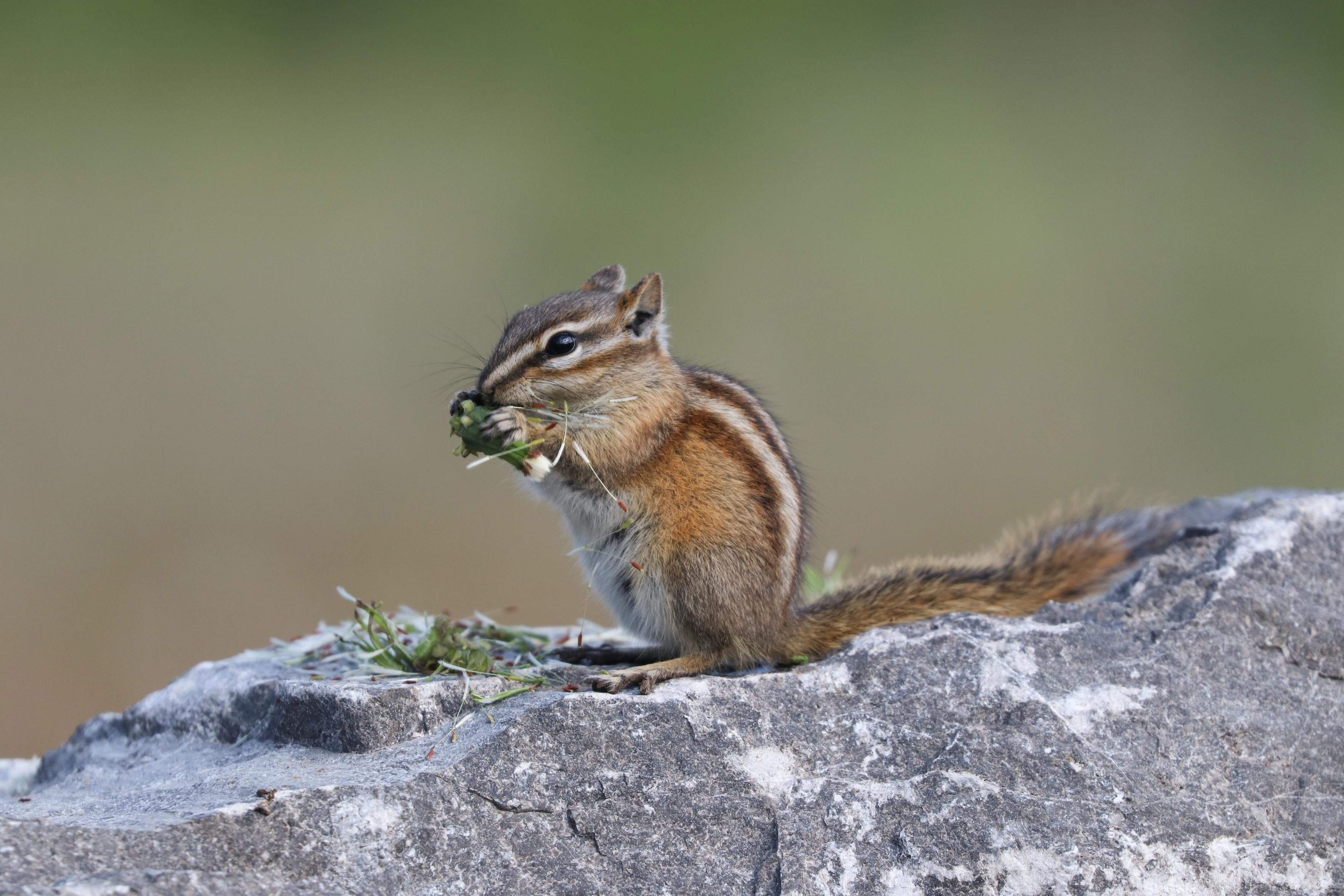 A chipmunk sits on a large rock and munches on a dandelion bud.