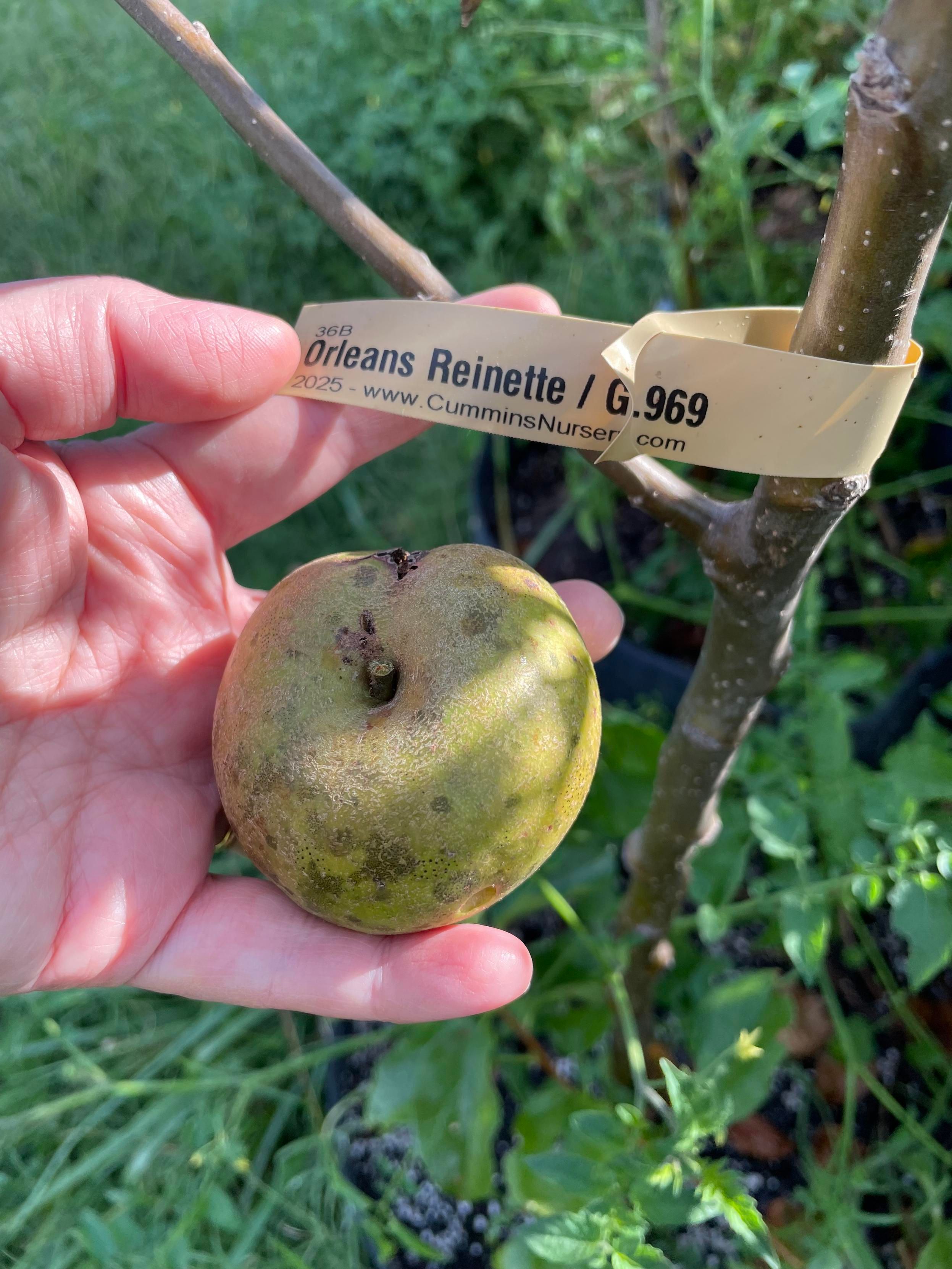 orleans reinerre apple next to a young seedling tree trunk