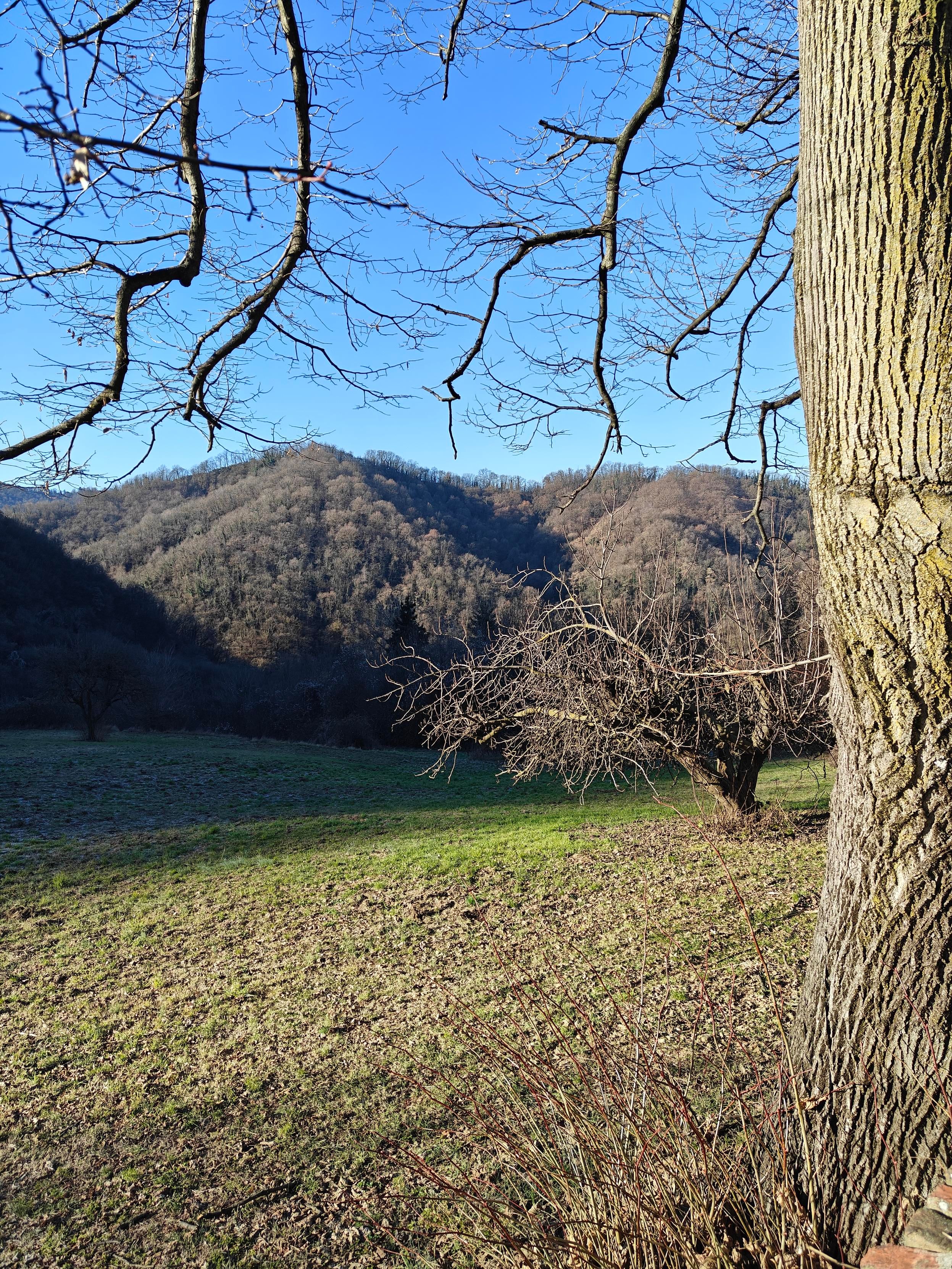 Una veduta paesaggistica di colline boscose sotto un cielo blu limpido. In primo piano a destra spicca il tronco di un grande albero, mentre rami spogli scendono dall'alto incorniciando la scena. Un prato leggermente in ombra digrada verso una valle, oltre la quale si elevano colline ricoperte da una fitta vegetazione invernale priva di foglie, illuminate dal sole.