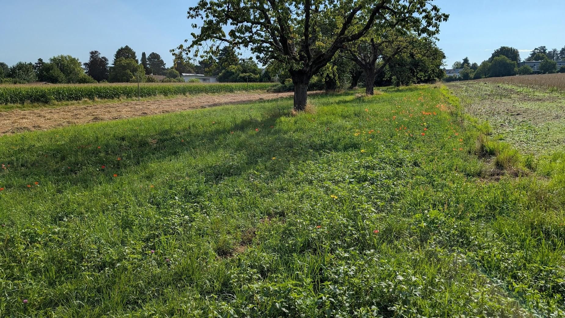 Photo of a green strip between two fields, with a tree 20m away, and poppies, predominantly to the right of the tree.